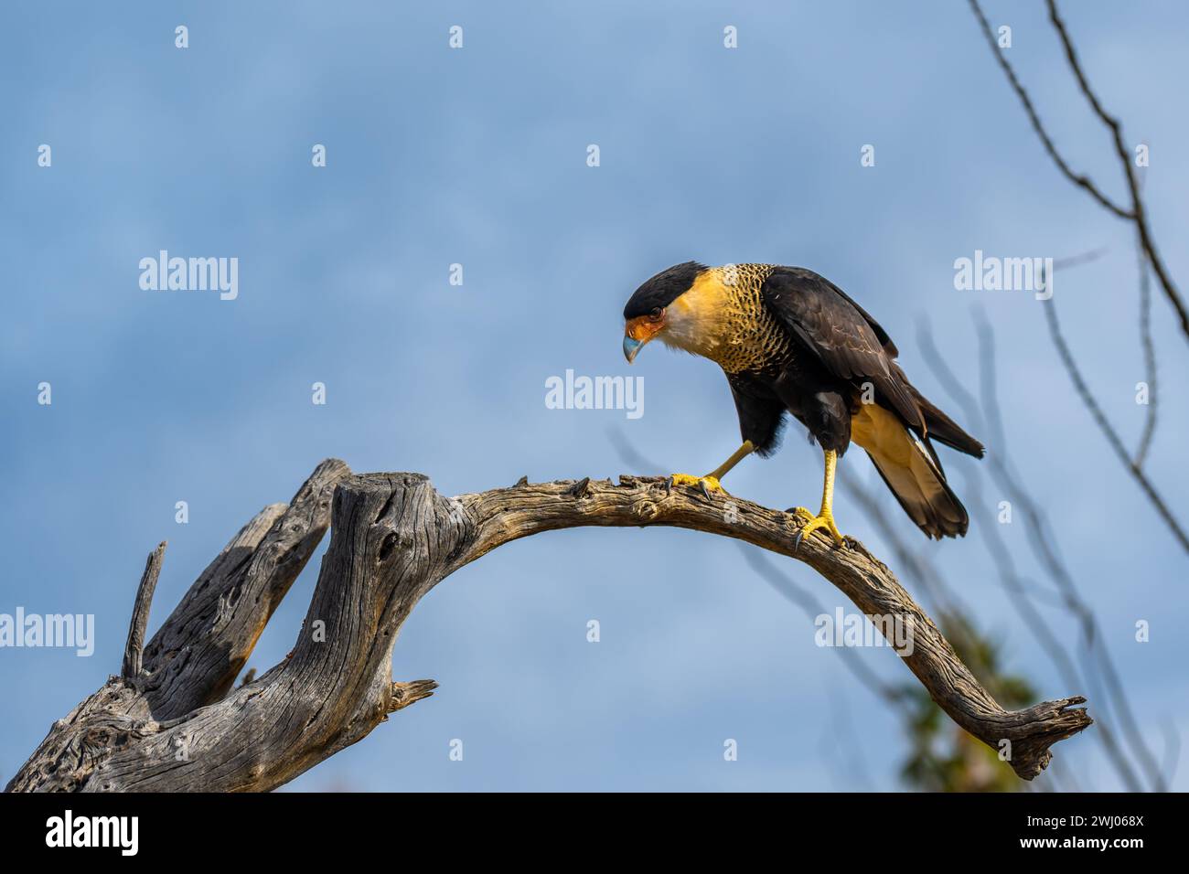 A Mexican Eagle is is relaxing and enjoying the view in Sonora Desert Stock Photo