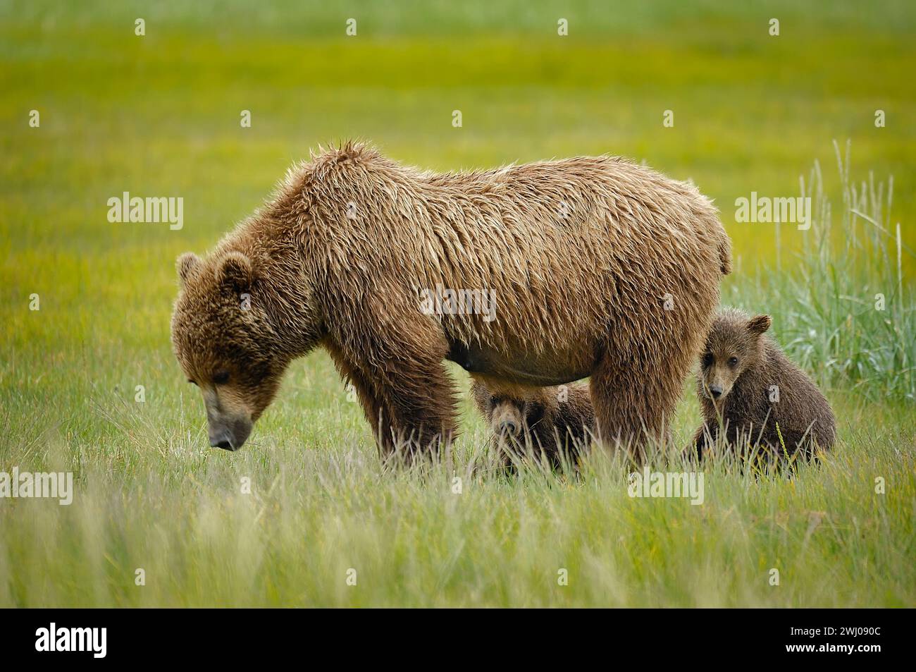 The mother grizzly bear with her cubs in a green meadow Stock Photo - Alamy