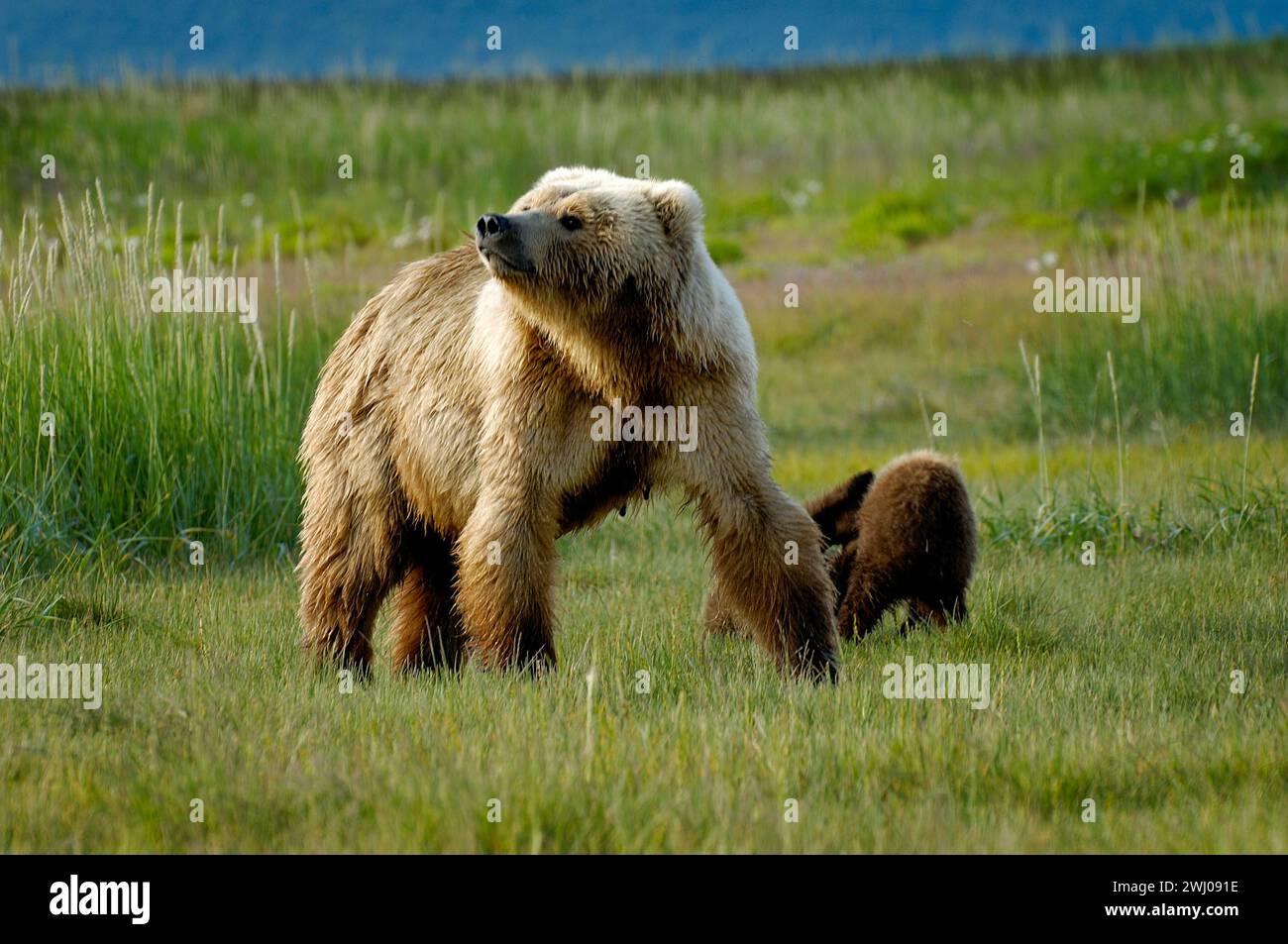 The mother grizzly bear with her cubs in a green meadow Stock Photo - Alamy