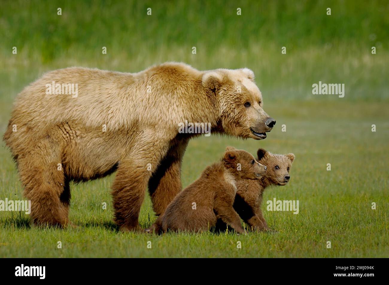 The mother grizzly bear with her cubs in a green meadow Stock Photo - Alamy
