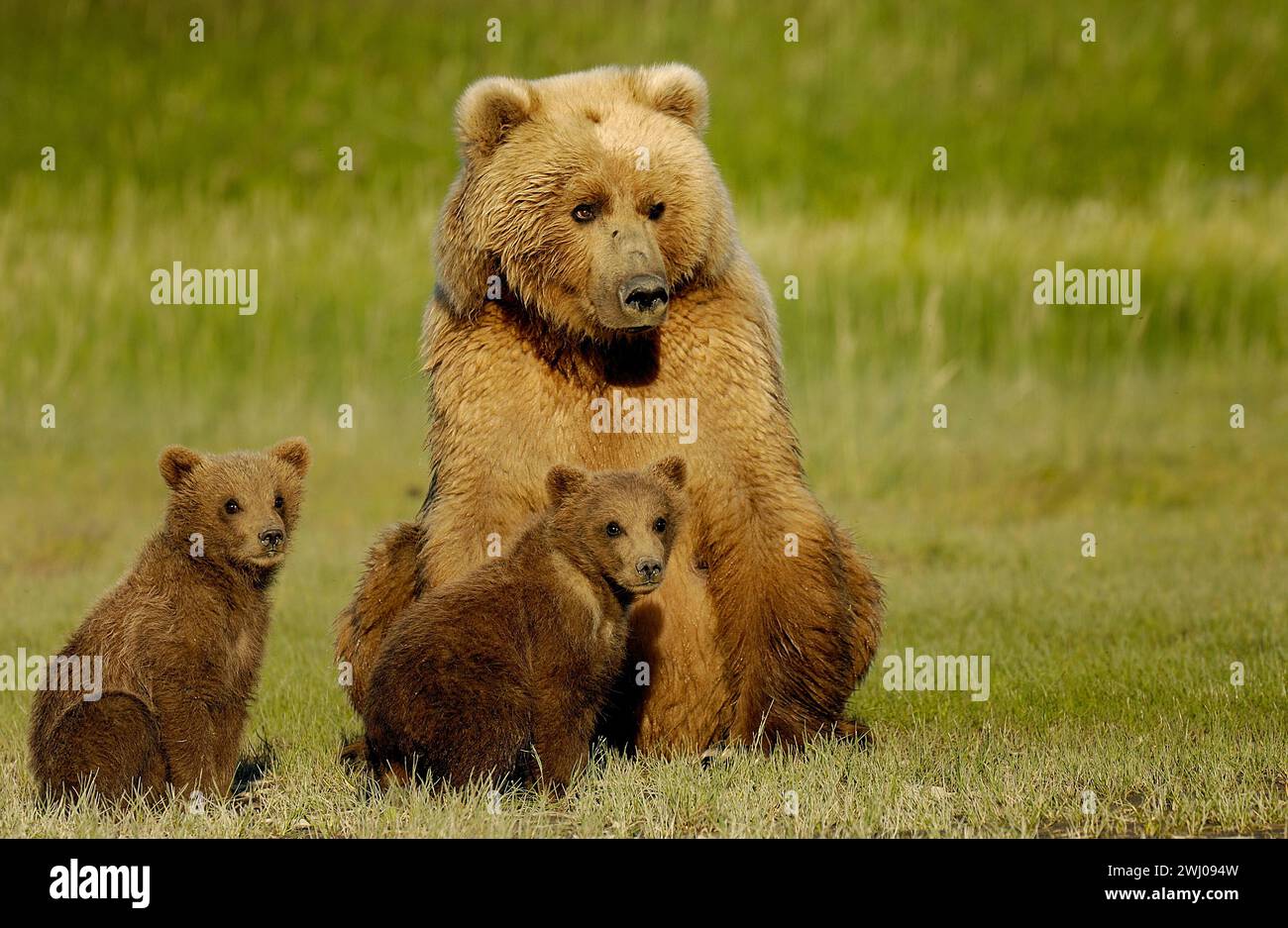 The mother grizzly bear with her cubs in a green meadow Stock Photo - Alamy