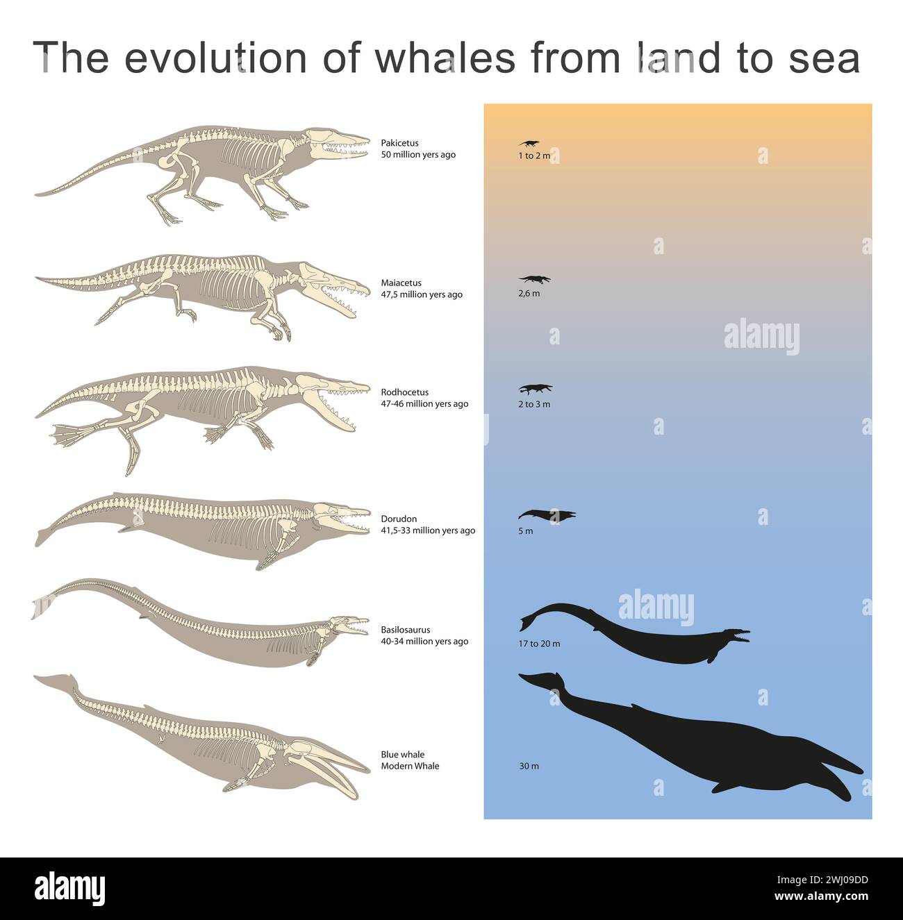 The evolution of whales from land to sea Stock Photo