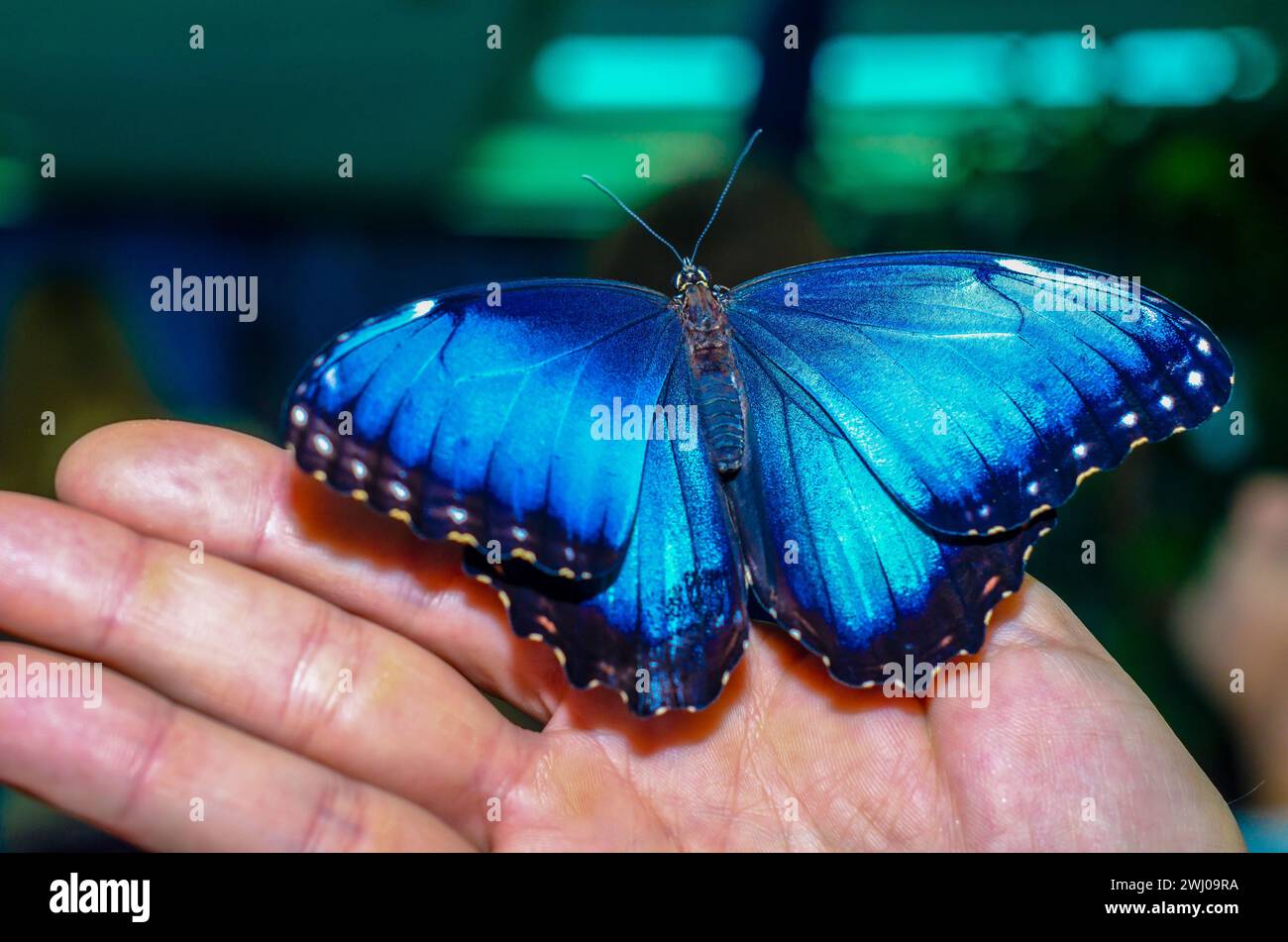 Bright blue big butterfly sits spread its wings on a human open Stock