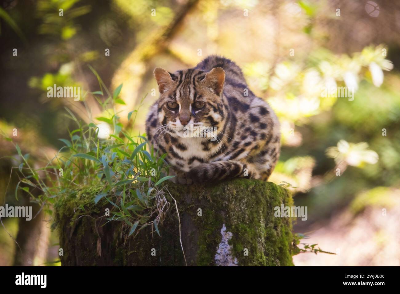 Leopard Cat, Prionailurus bengalensis, Sikkim, India Stock Photo - Alamy