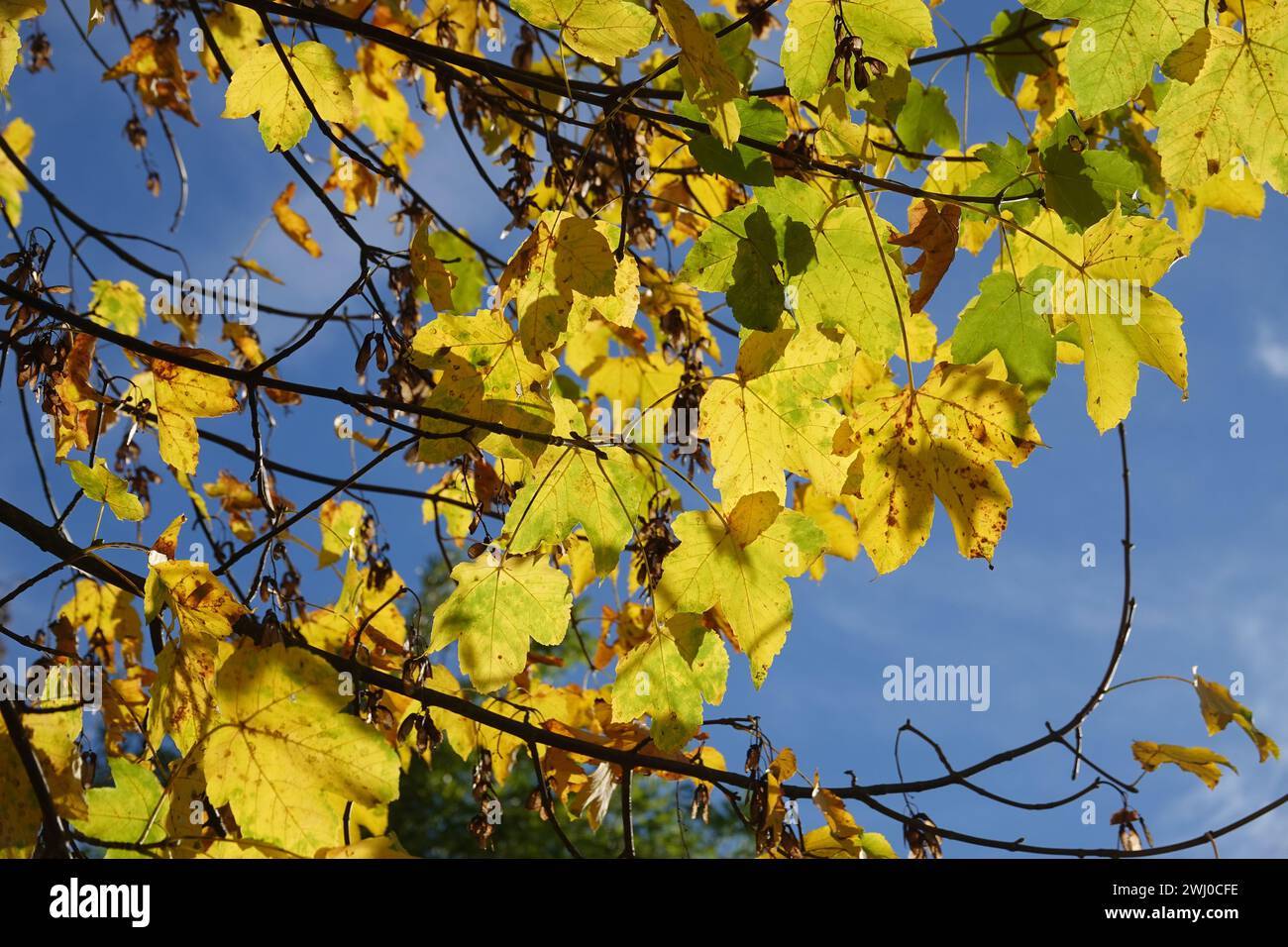 Acer pseudoplatanus, Sycamore maple, autumn Stock Photo