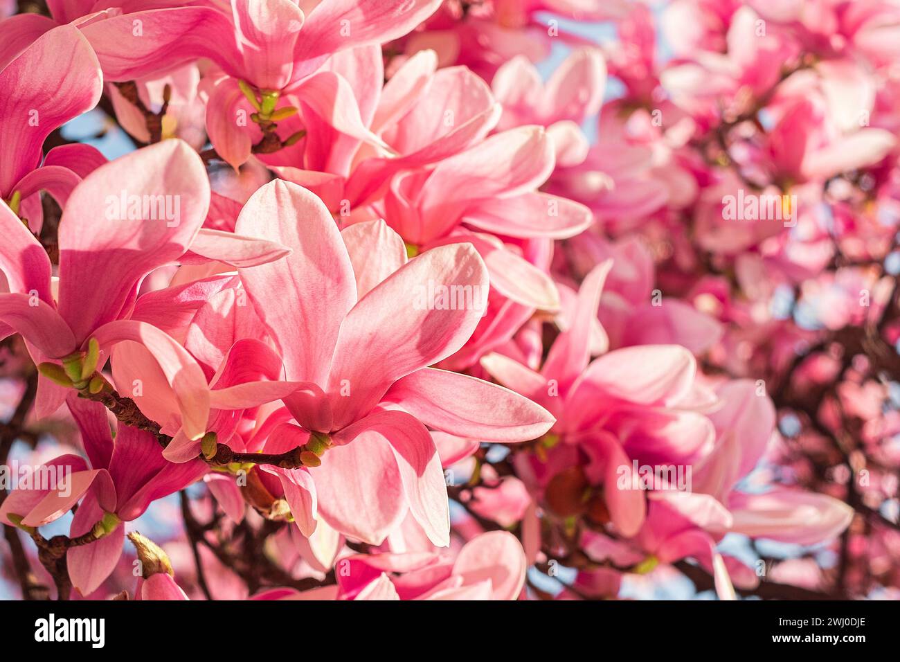 Spring floral background. Beautiful pink magnolia flowers in soft light ...