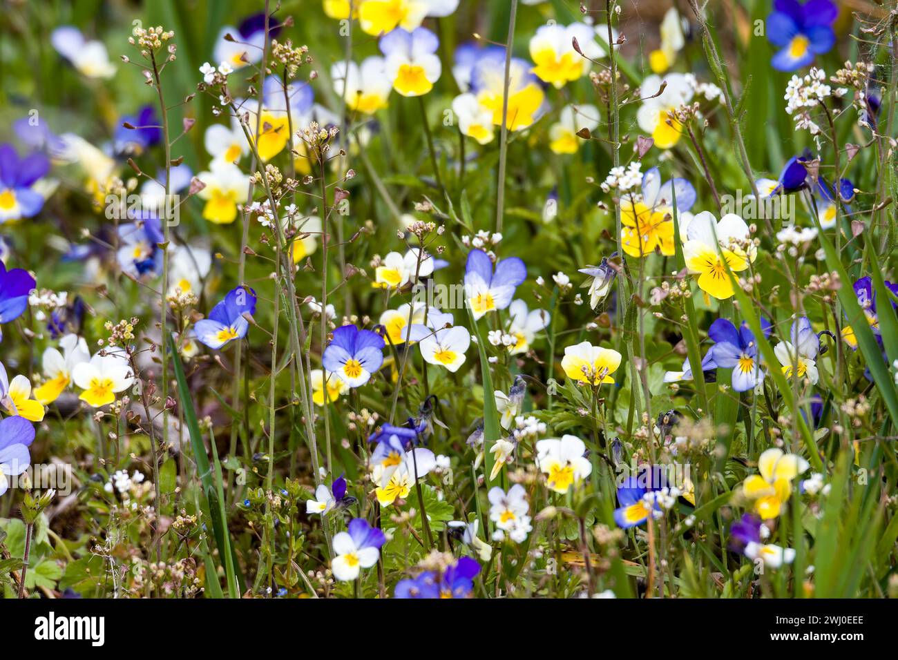 Wild pansy, Johnny Jump up Stock Photo