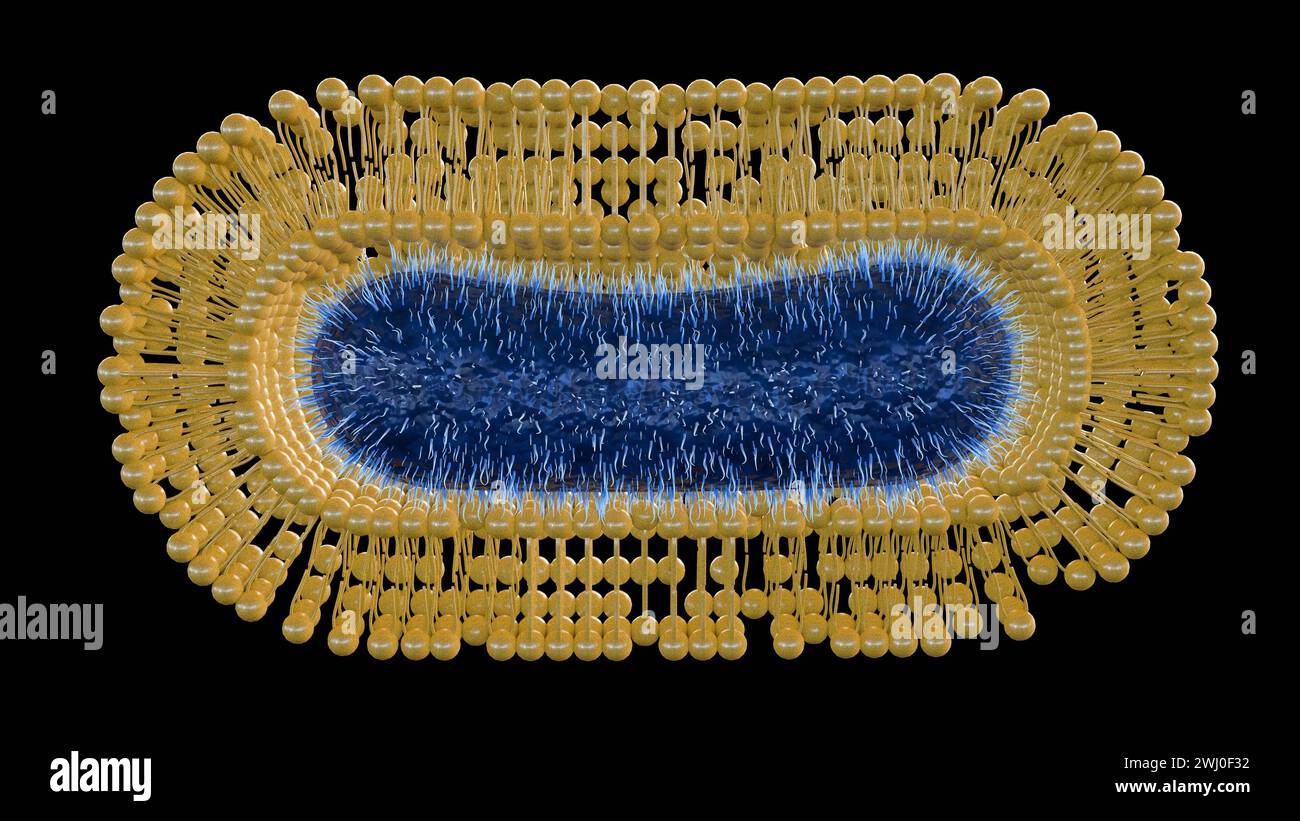 3d rendering of Bacteria are coated with an extra self-assembled lipid membrane to improve their survival against environmental assaults. Stock Photo