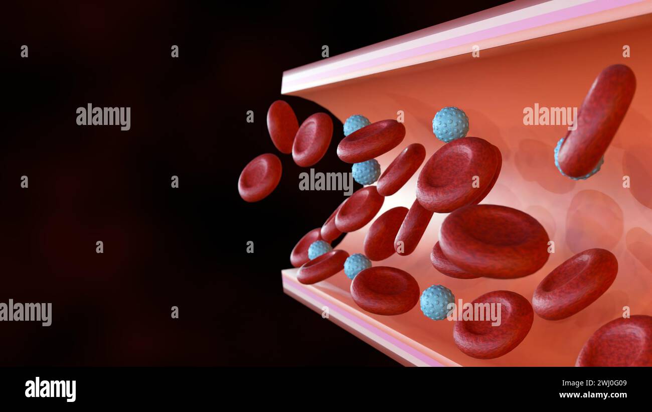 3d rendering red blood cells and white blood cells inside of blood vessel Stock Photo