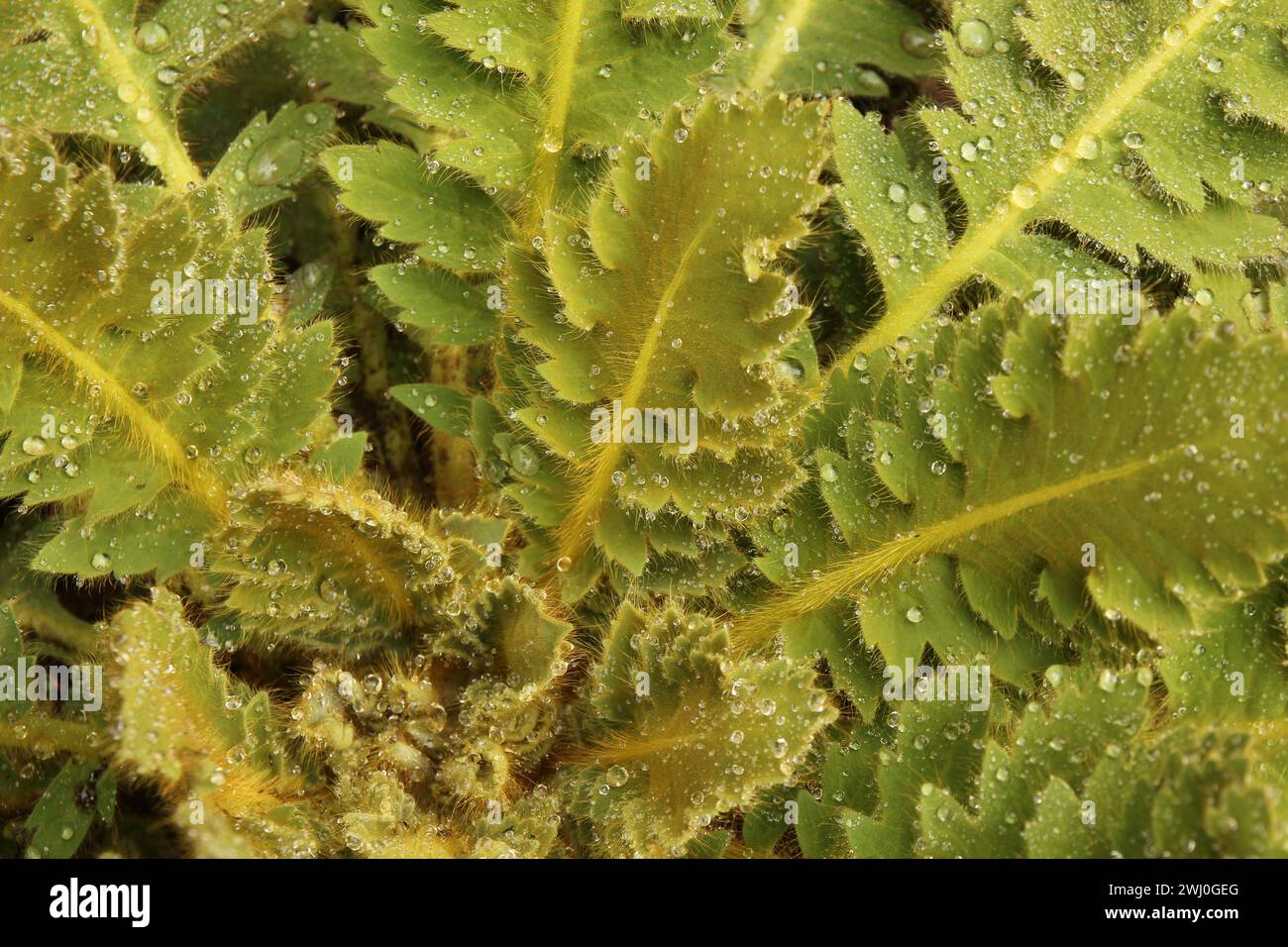 Detail of a furry plant in Nepal. Stock Photo