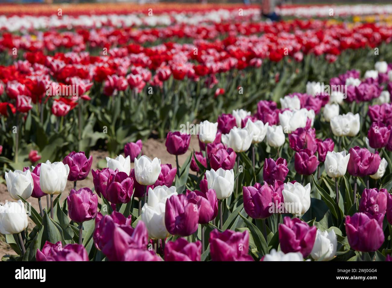 Tulip flowers in white, purple, red, pink colors and field in spring sunlight Stock Photo