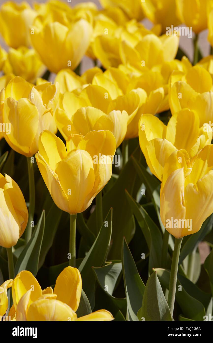 Tulip Yellow Purissima flowers in spring sunlight Stock Photo