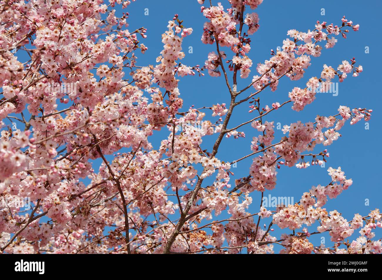 Cherry tree blossom, branches and twigs with pink flowers in a sunny spring day, blue sky Stock Photo