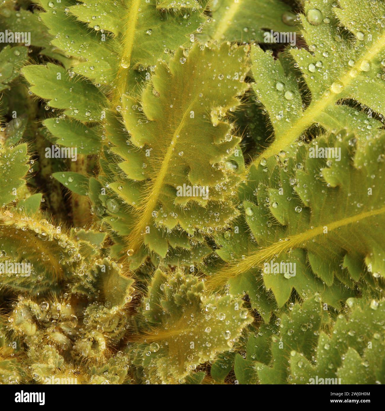 Detail of a green, furry plant in Nepal. Stock Photo