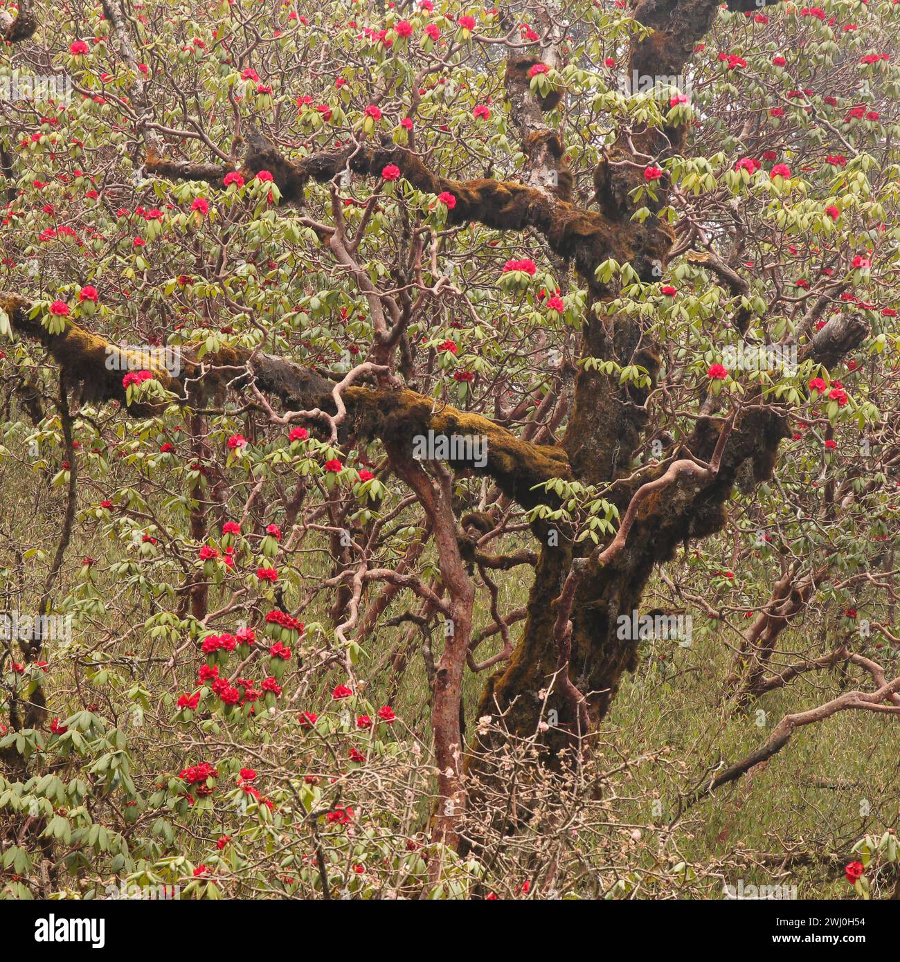 Blooming red Laligurans, national flowers of Nepal Stock Photo - Alamy