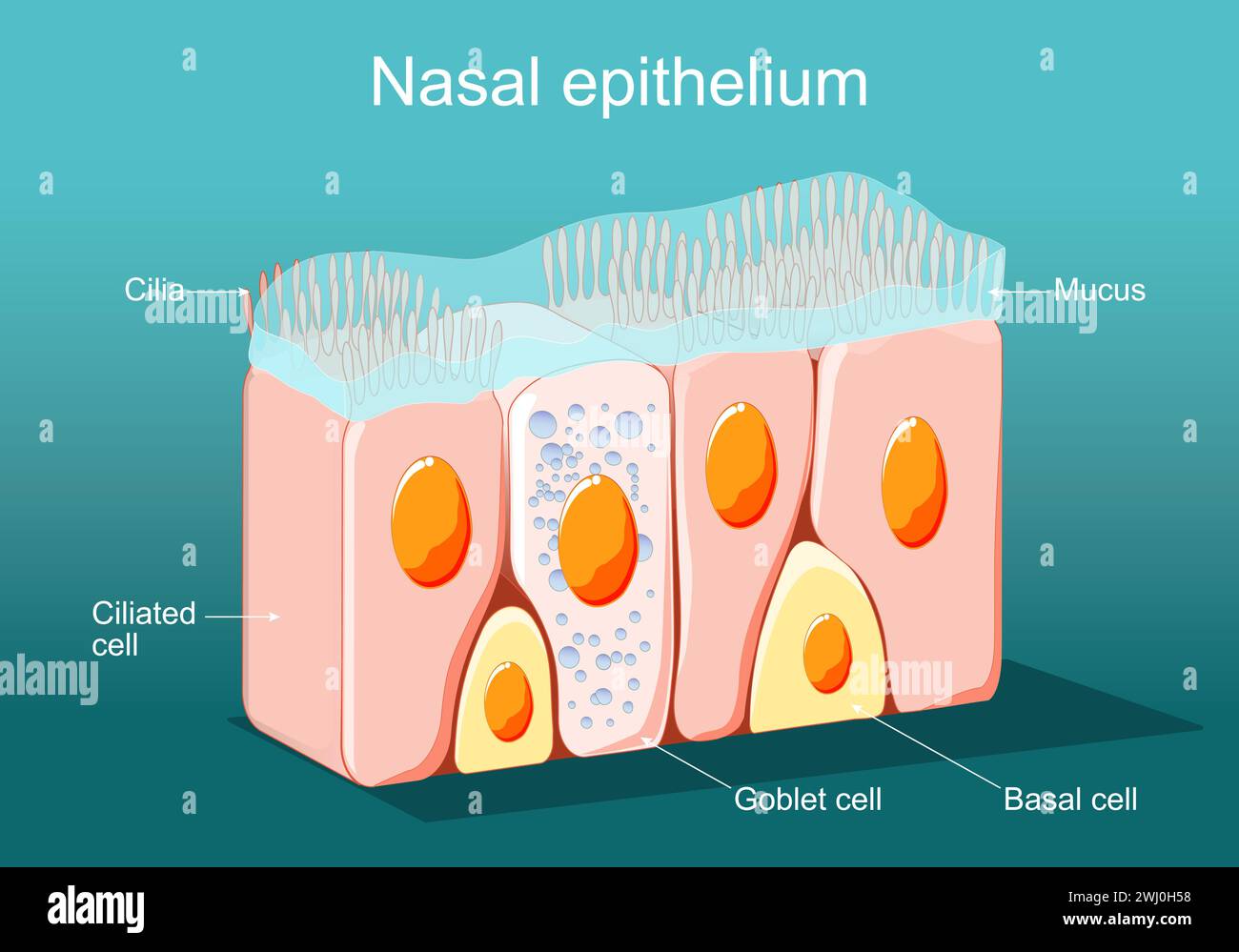 Nasal epithelium. Ciliated columnar epithelium. epithelial cells forms the lining of the stomach and intestines, duodenum, fallopian tubes, uterus, ce Stock Vector