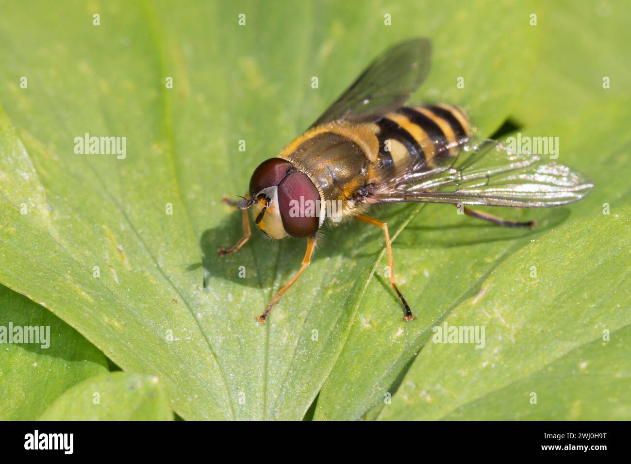 Garten-Schwebfliege, Gartenschwebfliege, Gemeine Schwebfliege, Männchen, Syrphus spec., hover fly, male Stock Photo