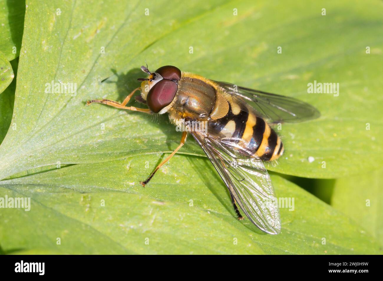 Garten-Schwebfliege, Gartenschwebfliege, Gemeine Schwebfliege, Männchen, Syrphus spec., hover fly, male Stock Photo