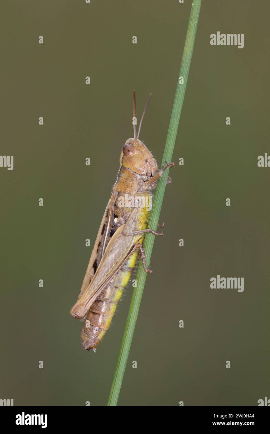 Grashüpfer, Weibchen, Chorthippus, Chorthippus biguttulus - Artengruppe, Chorthippus spec., grasshopper, female, le Criquet mélodieux Stock Photo