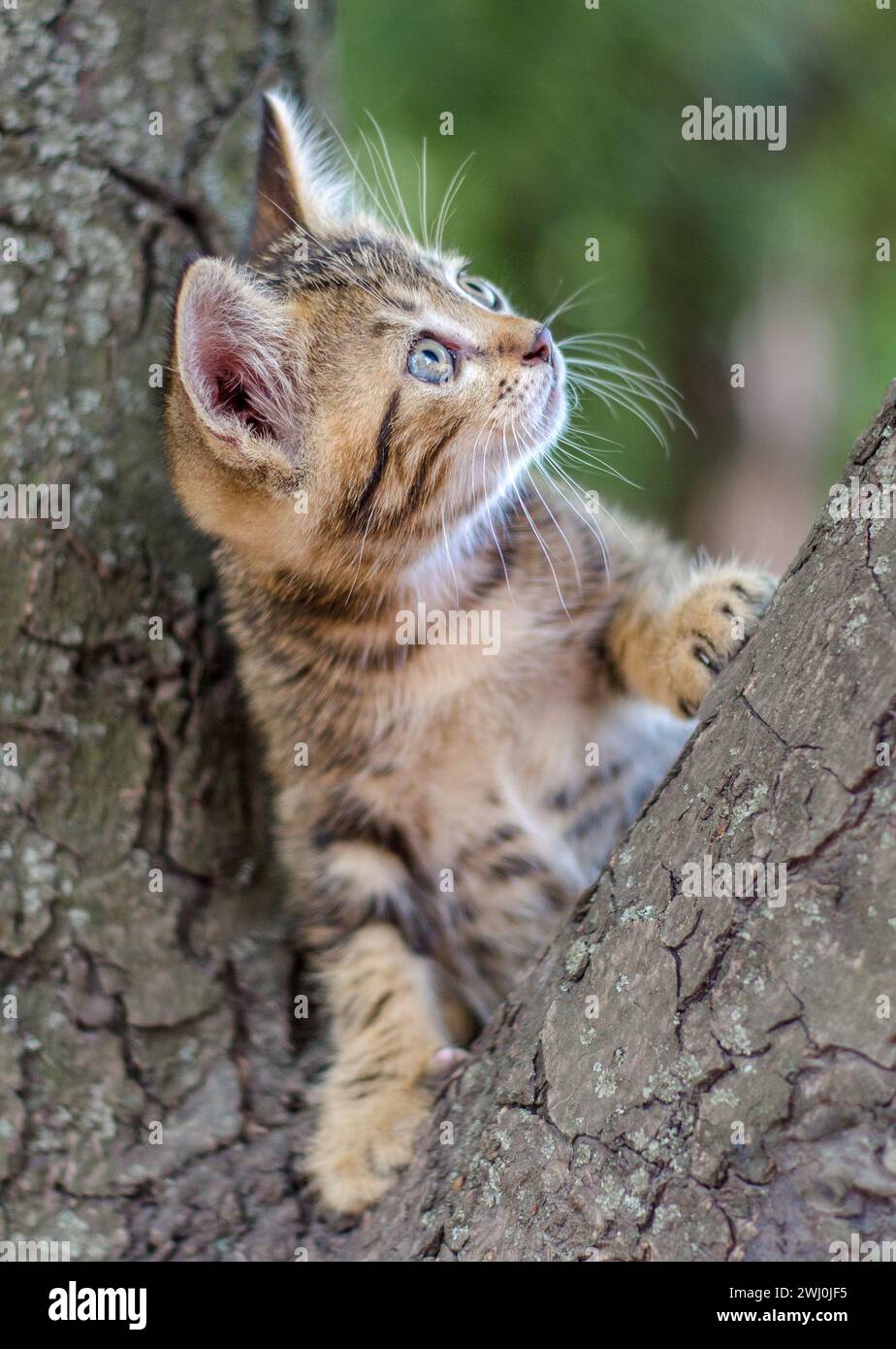 Kitten color tabby climbing a tree Stock Photo - Alamy