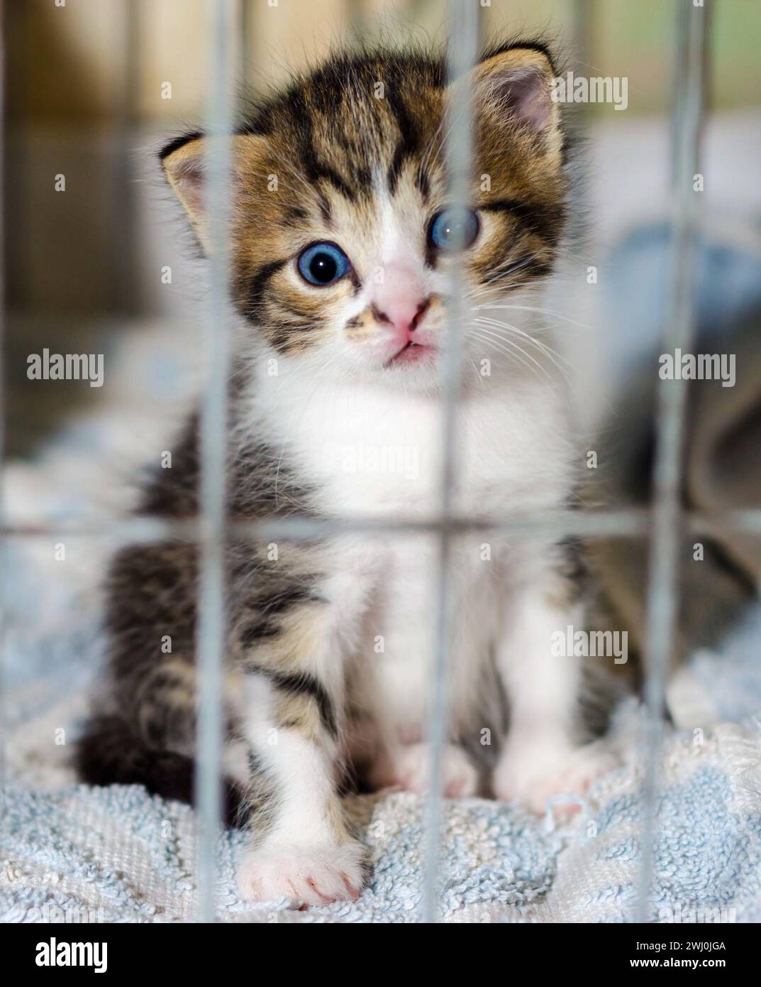 Blue-eyed kitten of a tabby color stares in surprise from the ca Stock Photo