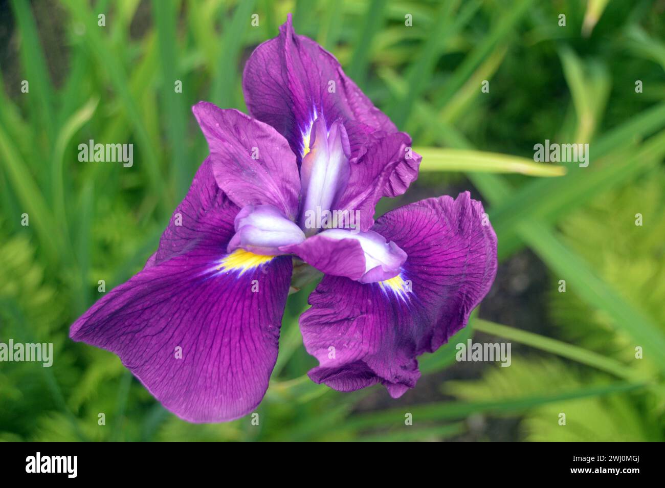 Single Purple Japanese Iris (Iris Ensata 'Rowden Nuncio') Flower grown in a border at RHS Garden Harlow Carr, Harrogate, Yorkshire, England, UK. Stock Photo
