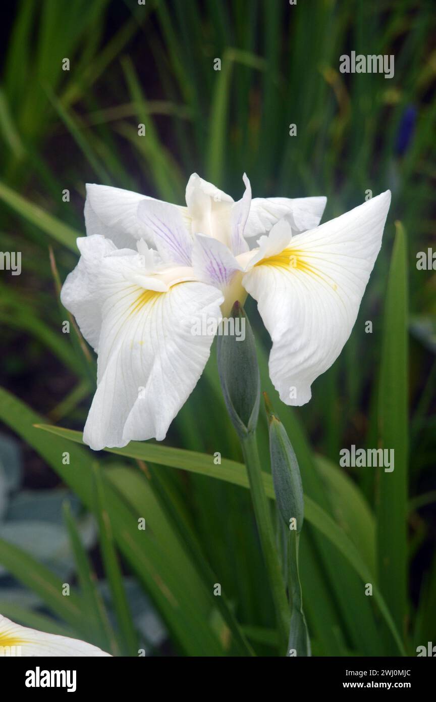 Single White Japanese Iris (Iris Ensata 'Rowden') Flower grown in a border at RHS Garden Harlow Carr, Harrogate, Yorkshire, England, UK. Stock Photo