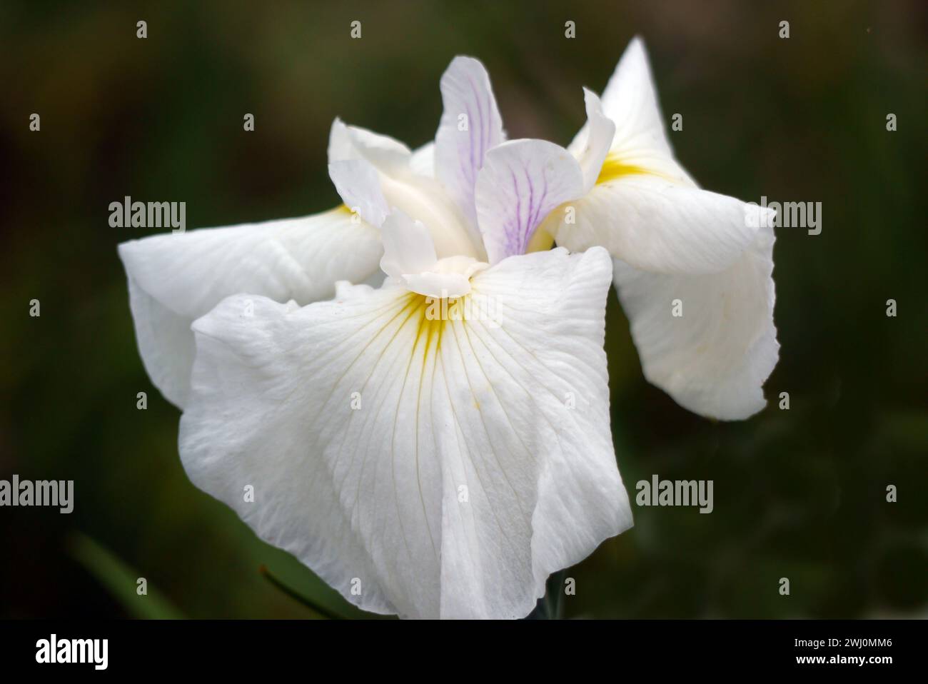 Single White Japanese Iris (Iris Ensata 'Rowden') Flower grown in a border at RHS Garden Harlow Carr, Harrogate, Yorkshire, England, UK. Stock Photo