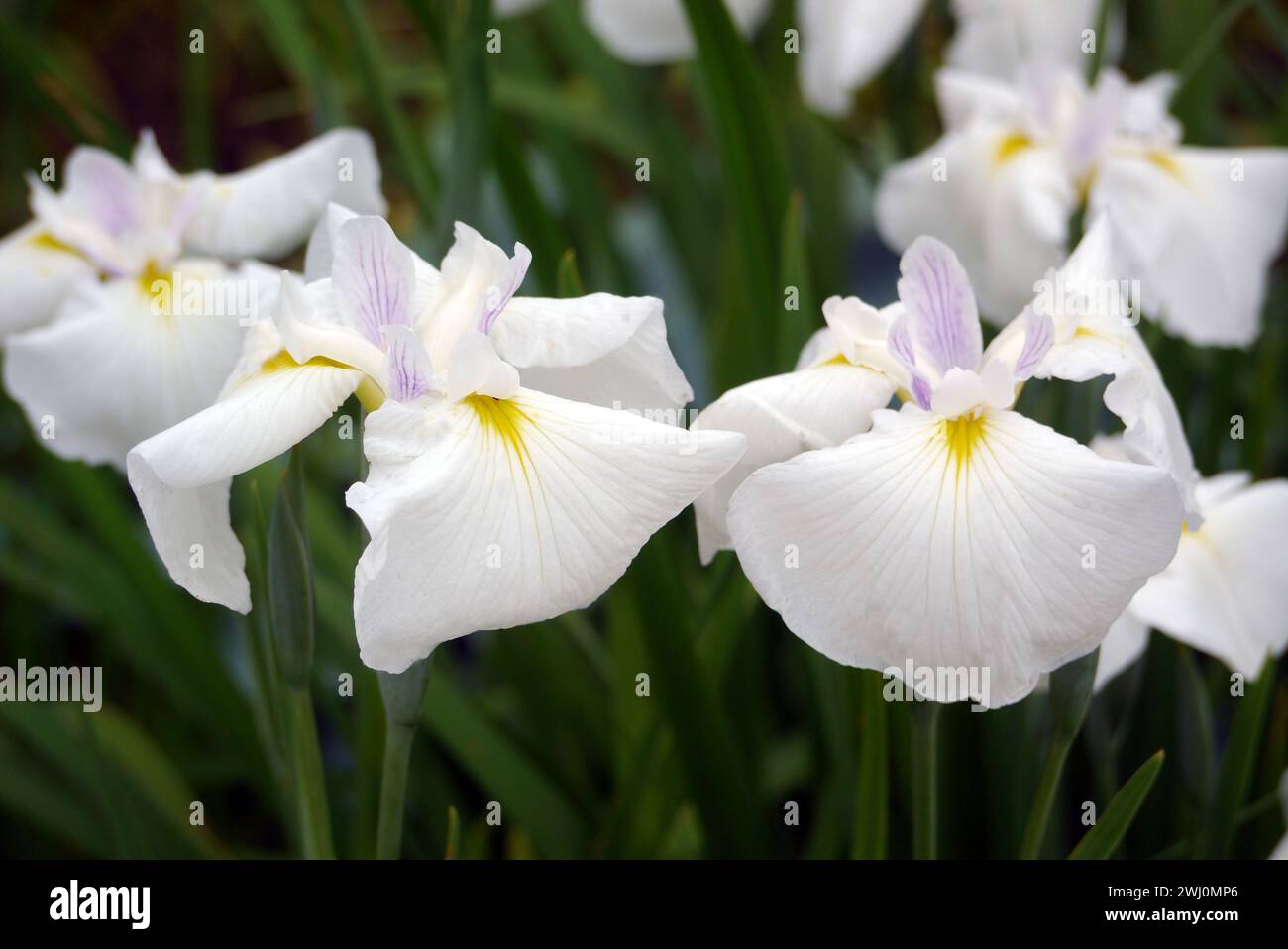 Bunch of White Japanese Iris (Iris Ensata 'Rowden') Flowers grown in a border at RHS Garden Harlow Carr, Harrogate, Yorkshire, England, UK. Stock Photo