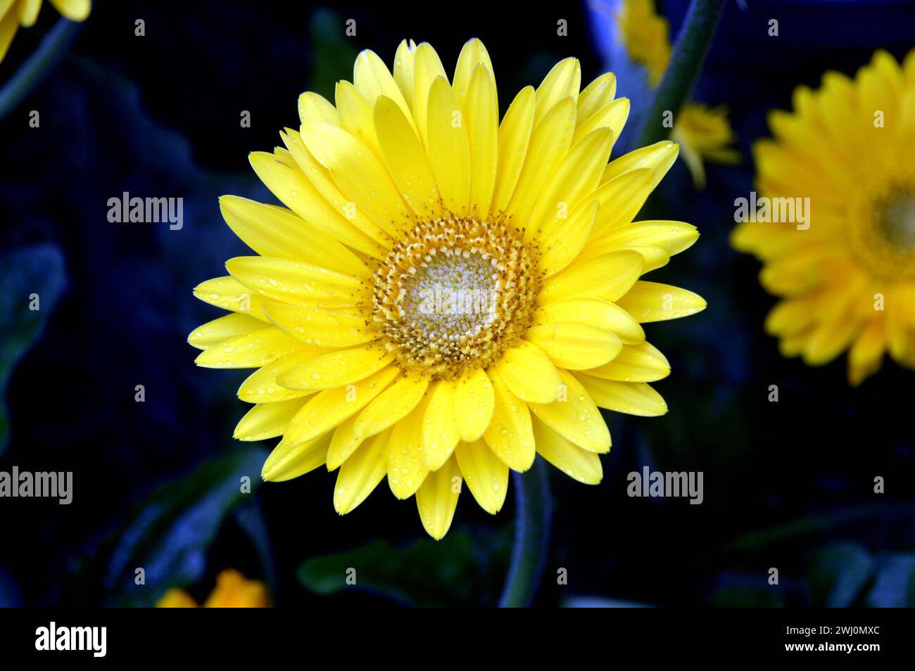 Single Yellow Gerbera Garvinea 'Sweet Smile' (Garsmile) Flower grown in a border at RHS Garden Harlow Carr, Harrogate, Yorkshire, England, UK. Stock Photo