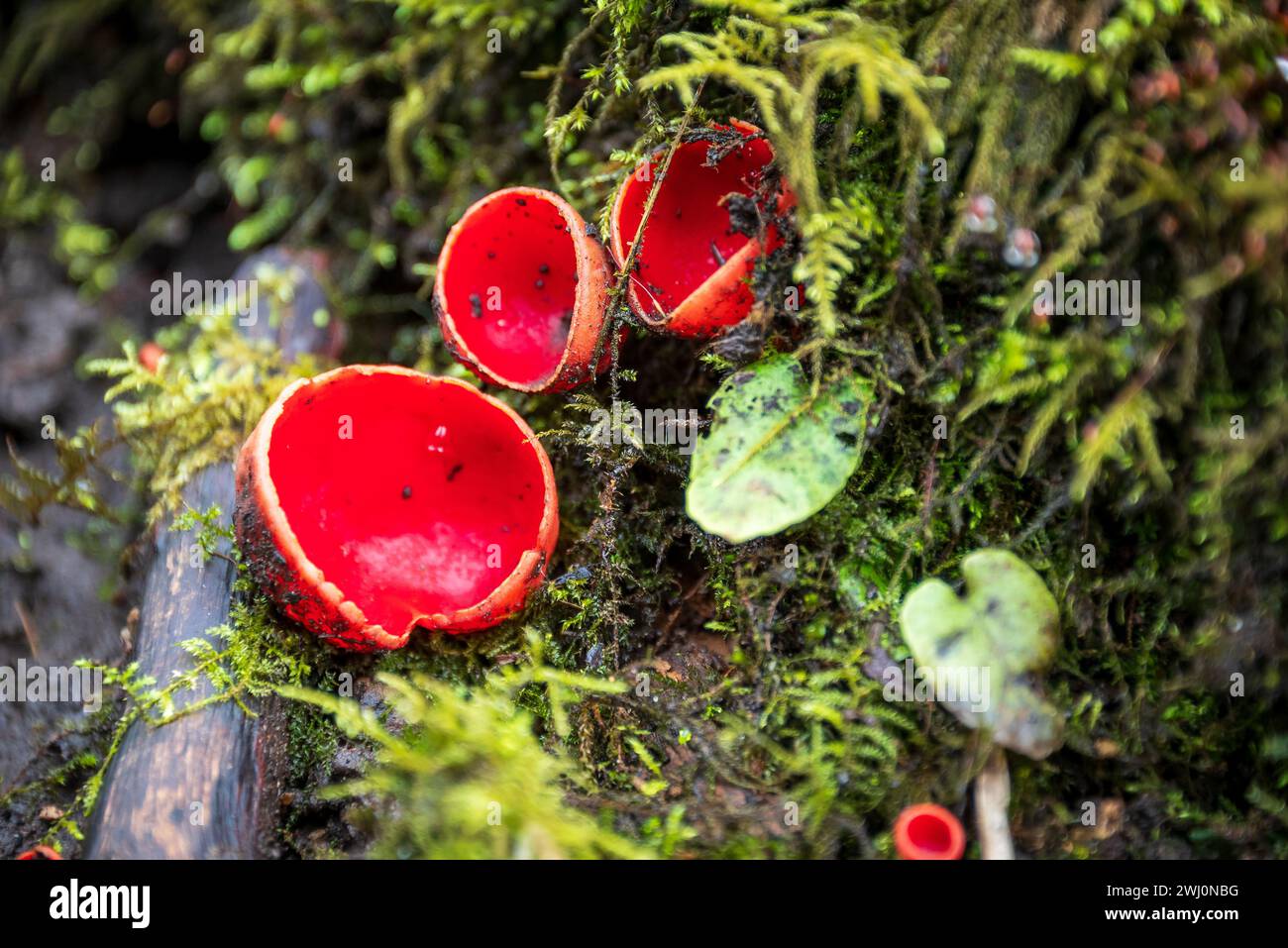Elf cup or Scarlet elf cup fungus. Stock Photo