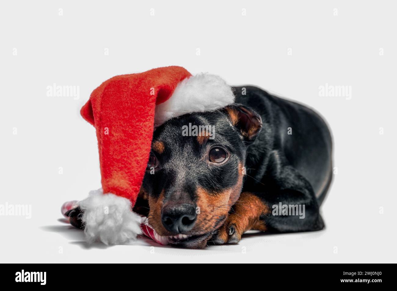 Little miniature pinscher puppy in a red christmas hat Stock Photo