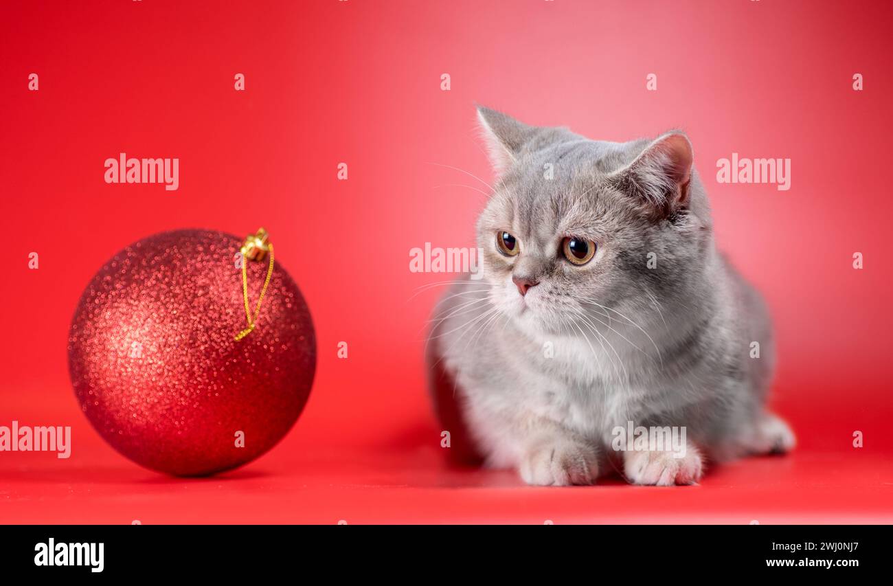 British shorthair cat looks at a large Christmas ball on a red background Stock Photo