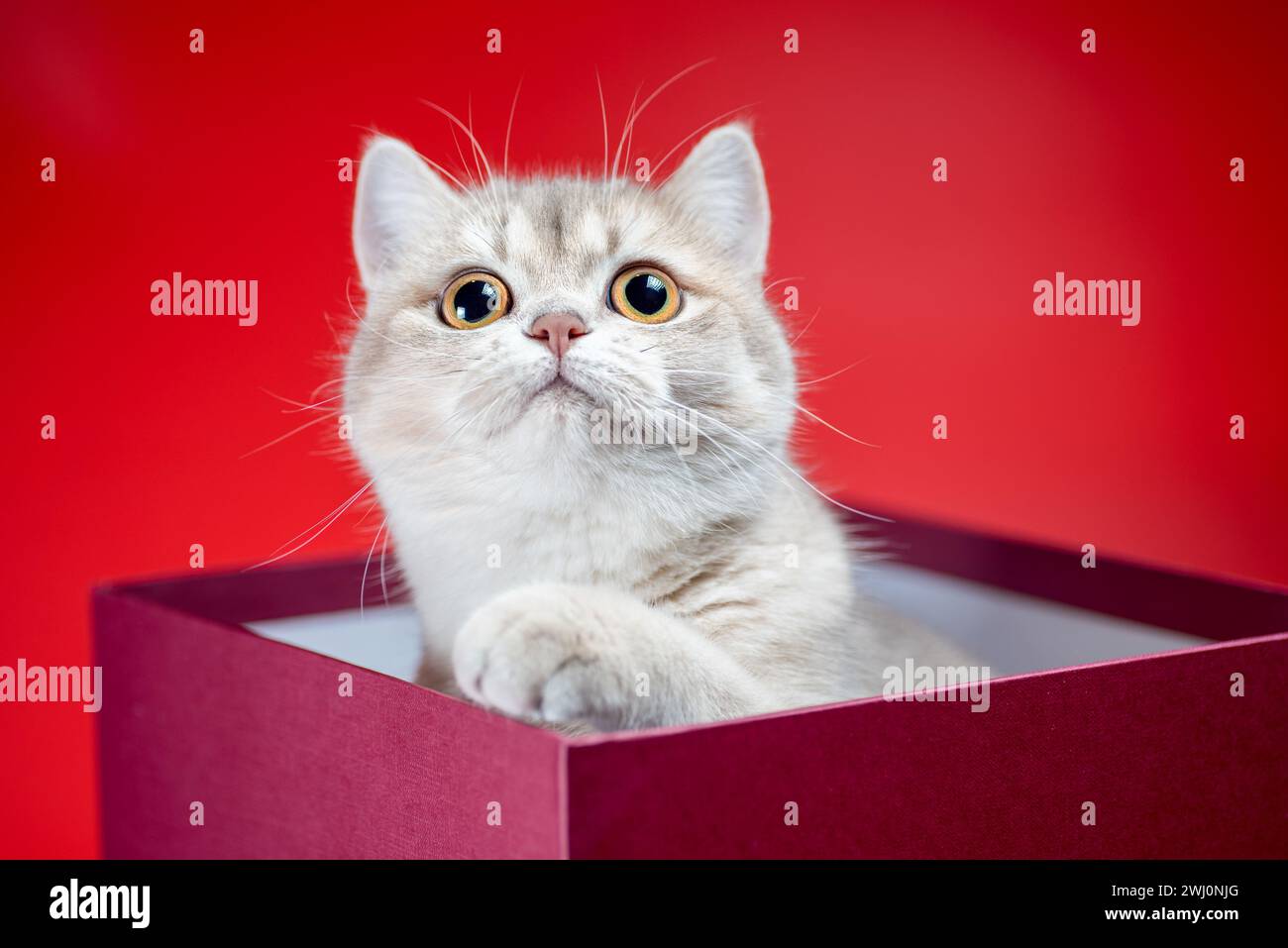 British shorthair cat sits in a burgundy box on a red background Stock Photo