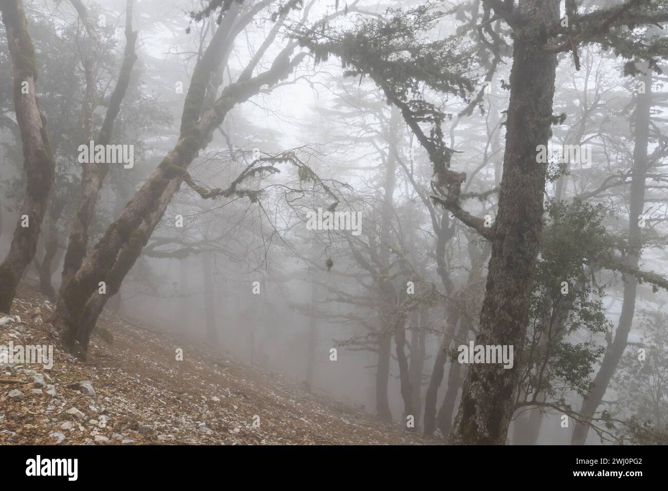 Fog in the forest Stock Photo - Alamy