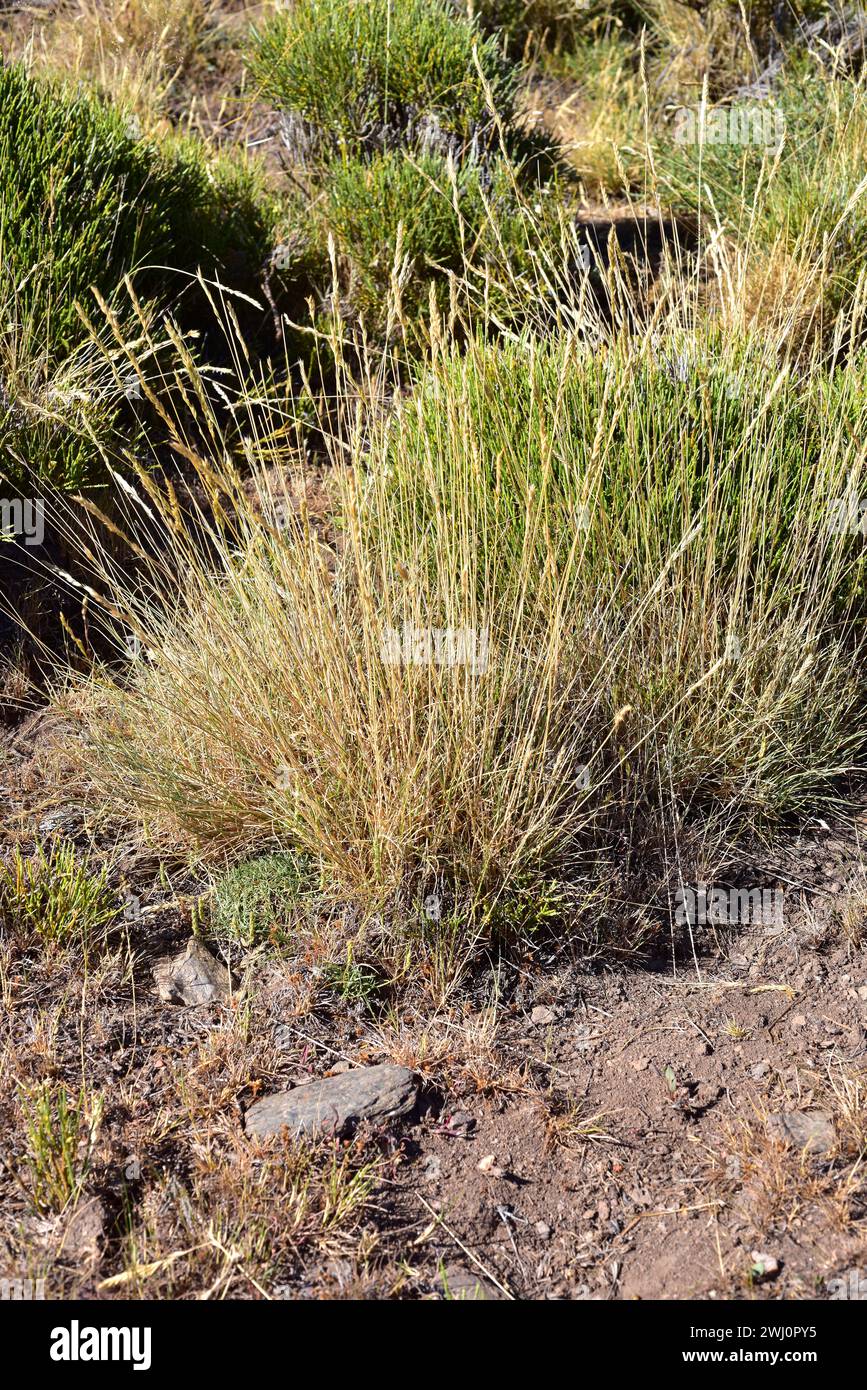 Rompebarrigas (Festuca indigesta) is a perennial herb endemic to Sierras Beticas and Atlas (Morocco). This photo was taken in Las Alpujarras, Sierra N Stock Photo