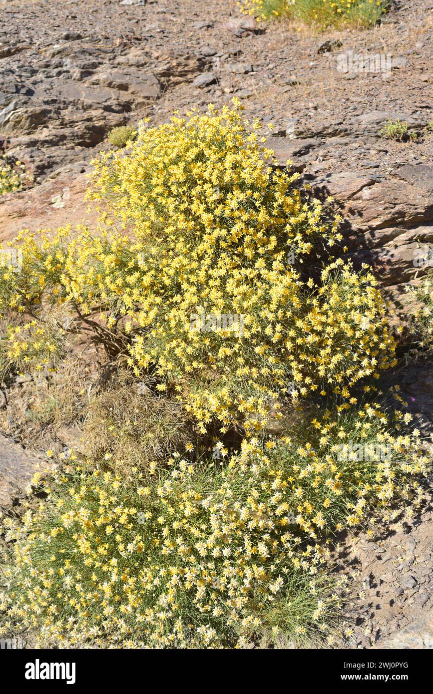 Bolina (Genista umbellata) is a shrub native to Spain, Morocco and Algeria. This photo was taken in Las Alpujarras, Sierra Nevada National Park, Grana Stock Photo