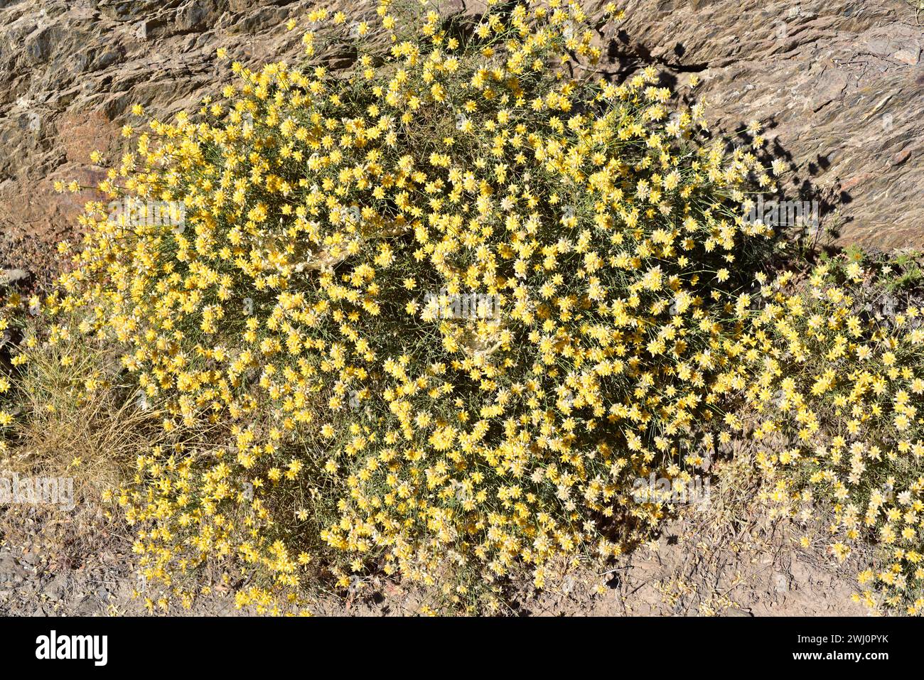 Bolina (Genista umbellata) is a shrub native to Spain, Morocco and Algeria. This photo was taken in Las Alpujarras, Sierra Nevada National Park, Grana Stock Photo