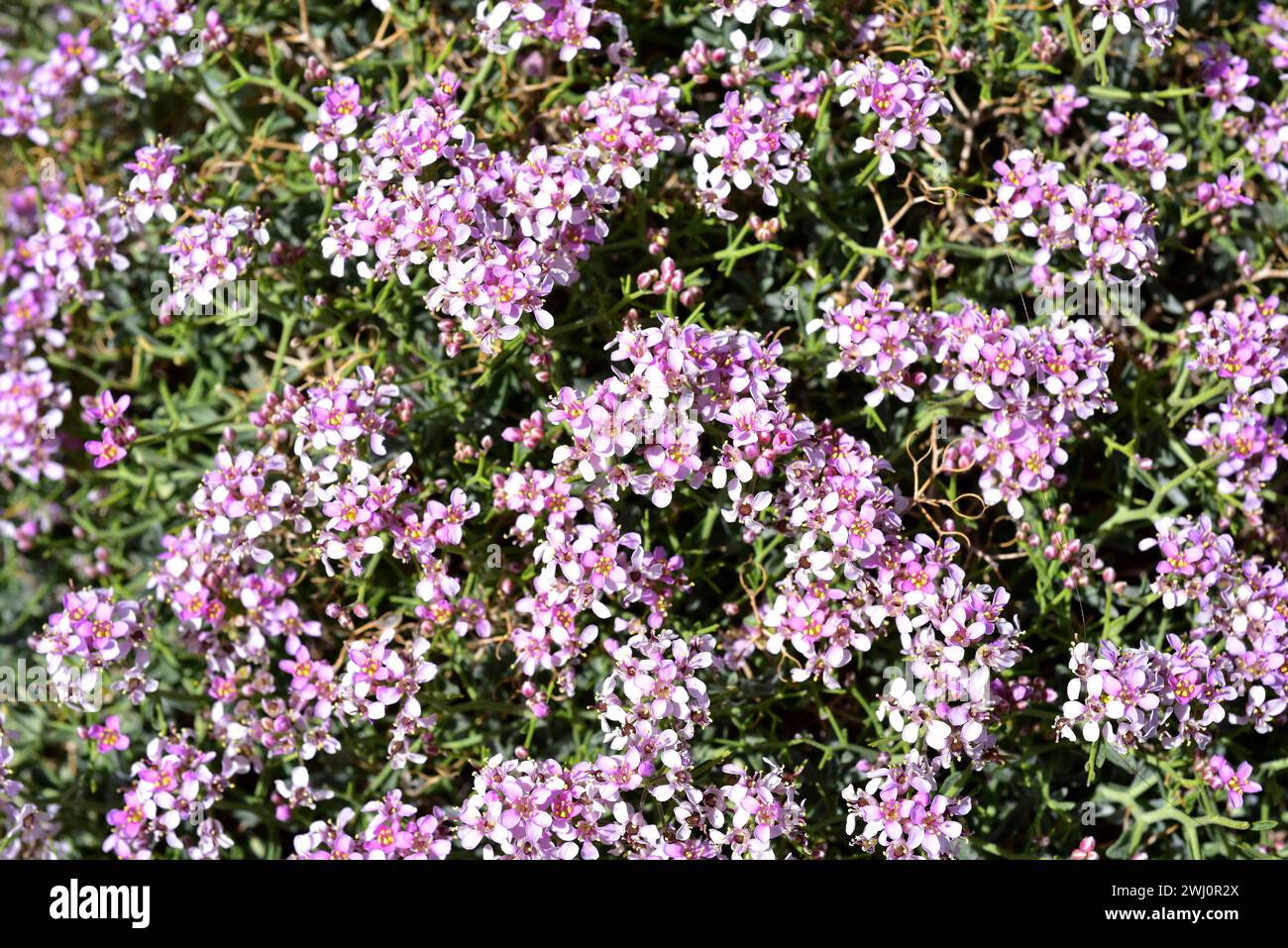 Rascaculos (Hormathophylla spinosa, Alyssum spinosum or Ptilotrichum spinosum) is a spiny cushion-shaped plant native to western Mediterranean Basin. Stock Photo