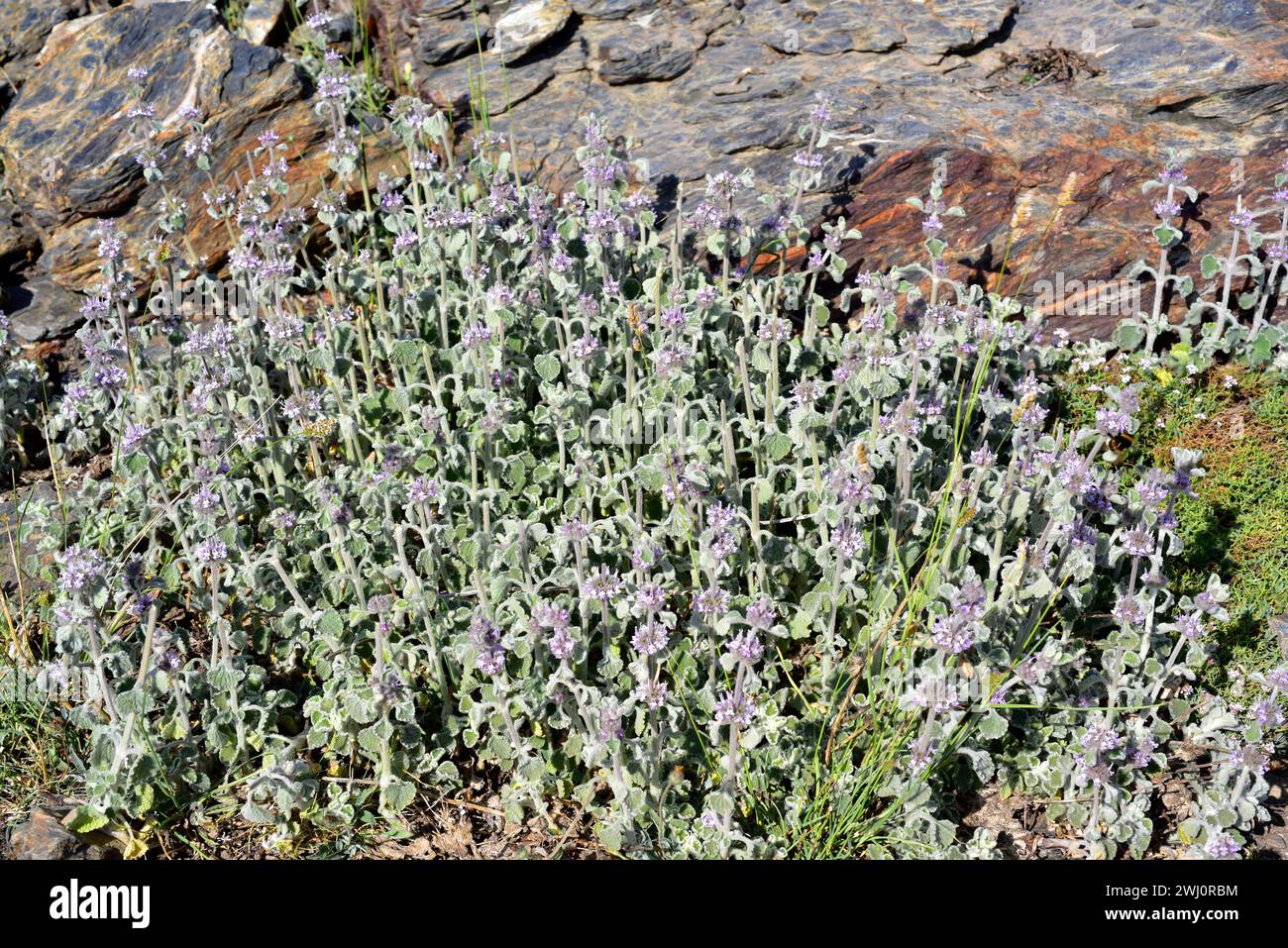 Marrubio nevado (Marrubium supinum) is a perennial herb endemic to eastern Spain and north western Africa. This photo was taken in Sierra Nevada Natio Stock Photo
