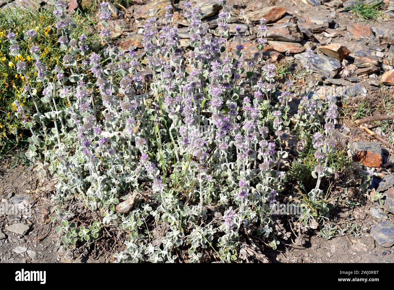 Marrubio nevado (Marrubium supinum) is a perennial herb endemic to eastern Spain and north western Africa. This photo was taken in Sierra Nevada Natio Stock Photo