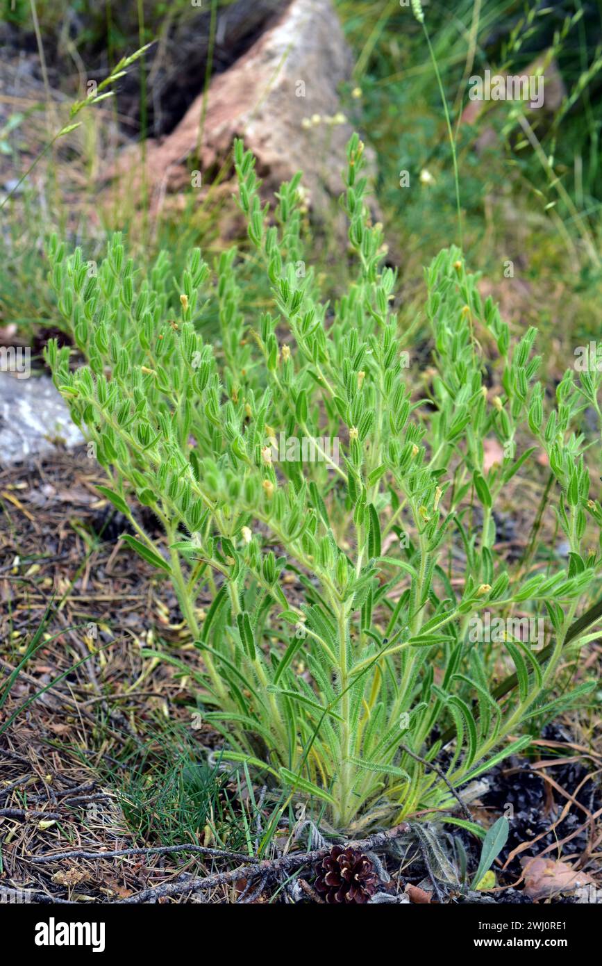 Ojo de lobo (Onosma tricerosperma granatensis) is a perennial herb endemic to center and southern Iberian Peninsula. This photo was taken in Sierra Ne Stock Photo