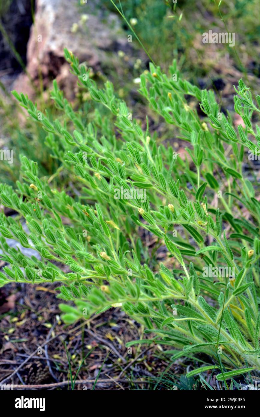 Ojo de lobo (Onosma tricerosperma granatensis) is a perennial herb endemic to center and southern Iberian Peninsula. This photo was taken in Sierra Ne Stock Photo