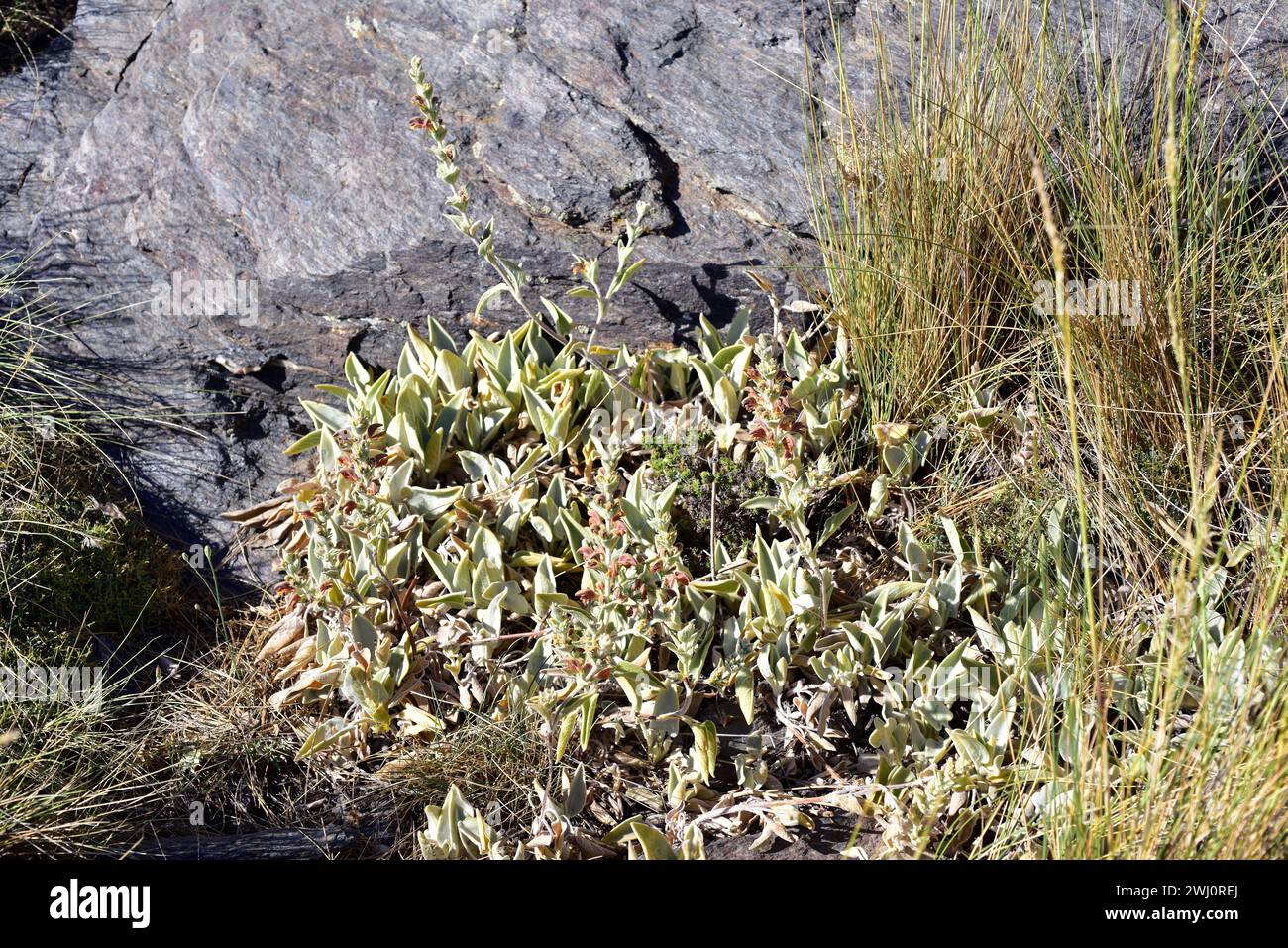 Barbas de pastor (Phlomis crinita malacitana) is a perennial herb endemic to southern Spain mountains. This photo was taken in Las Alpujarras, Sierra Stock Photo