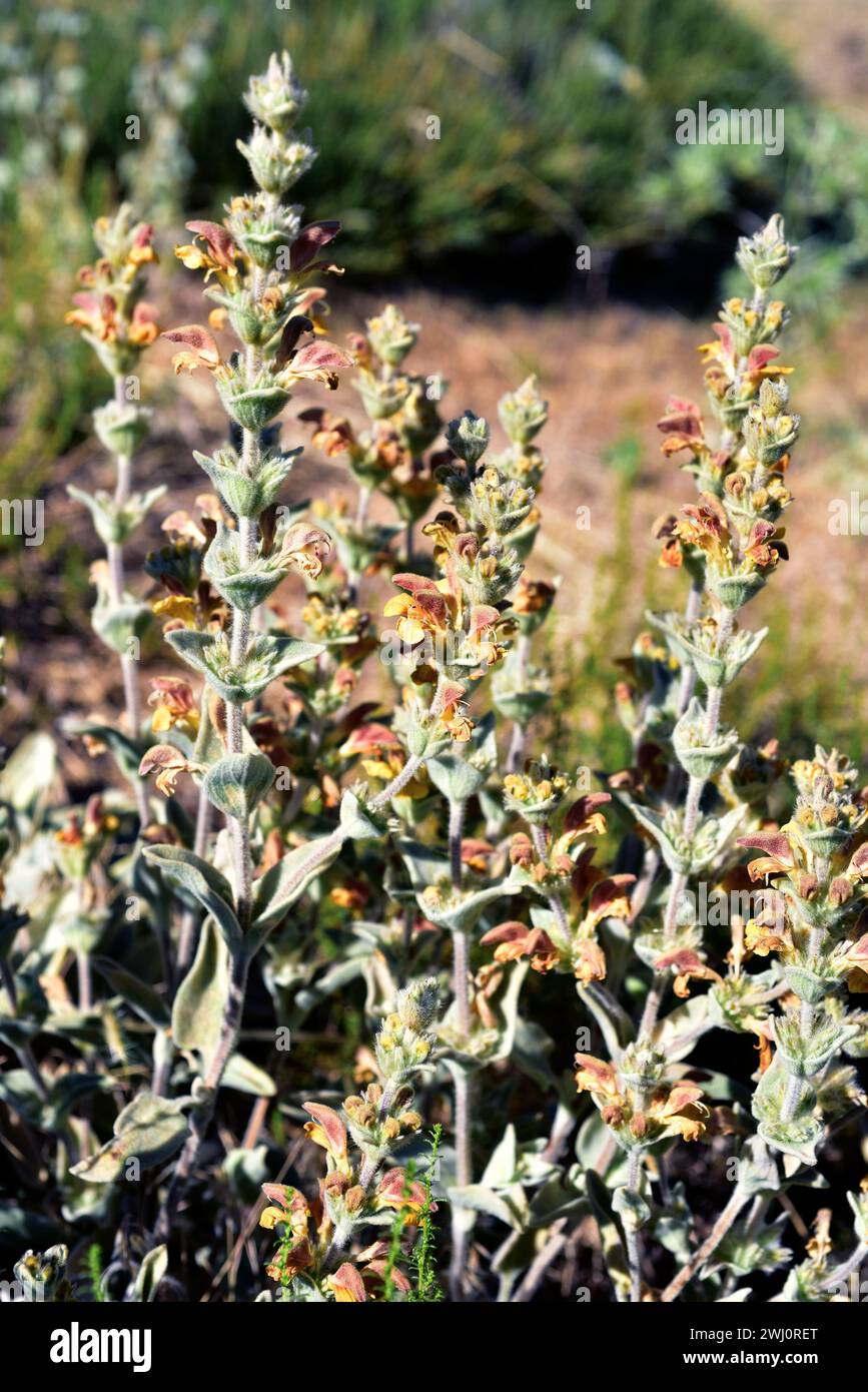 Barbas de pastor (Phlomis crinita malacitana) is a perennial herb endemic to southern Spain mountains. This photo was taken in Las Alpujarras, Sierra Stock Photo