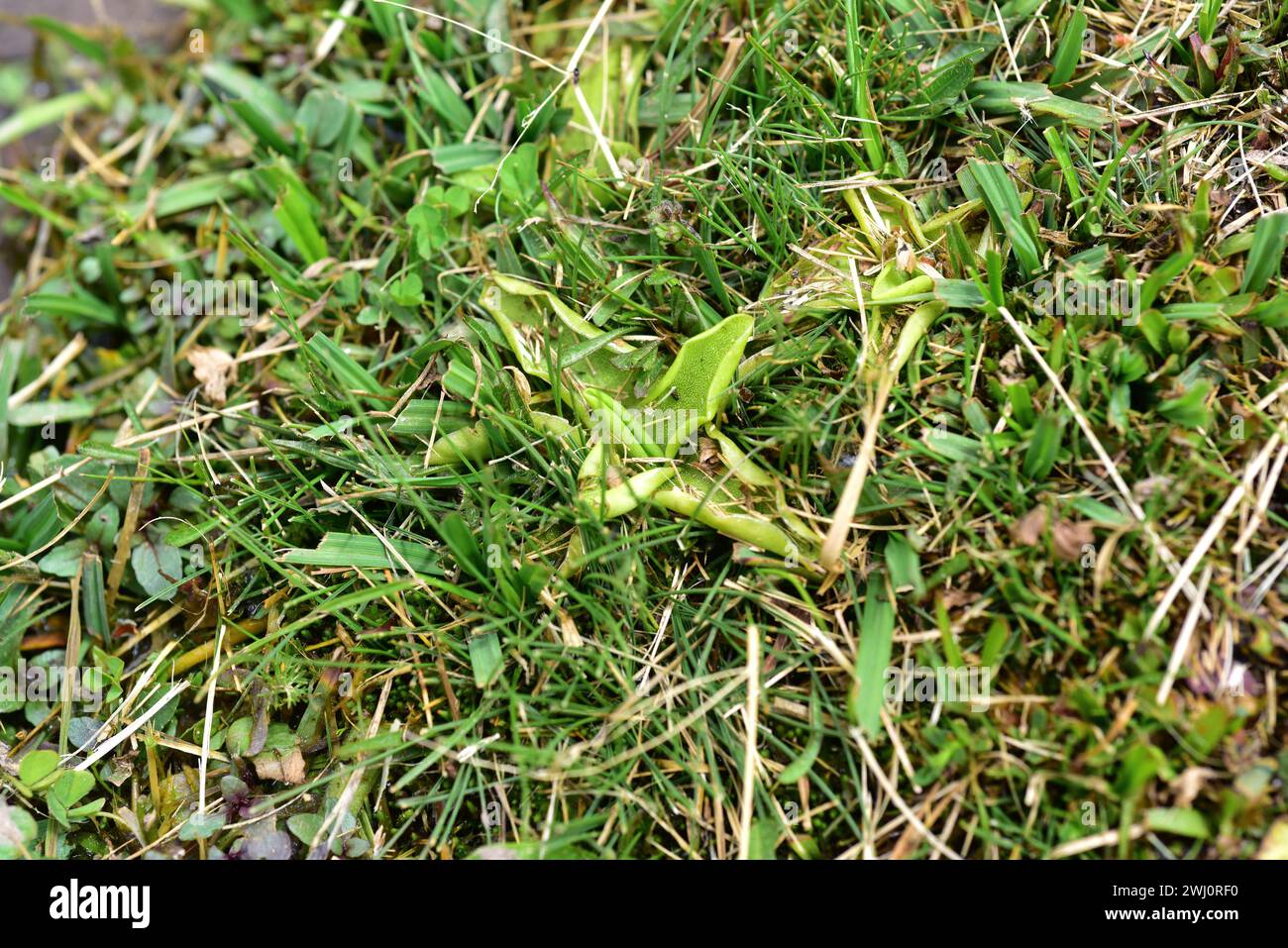 Pinguicula nevadensis is a carnivorous plant endemic to Sierra Nevada. This photo was taken in Sierra Nevada National Park, Granada province, Andaluci Stock Photo