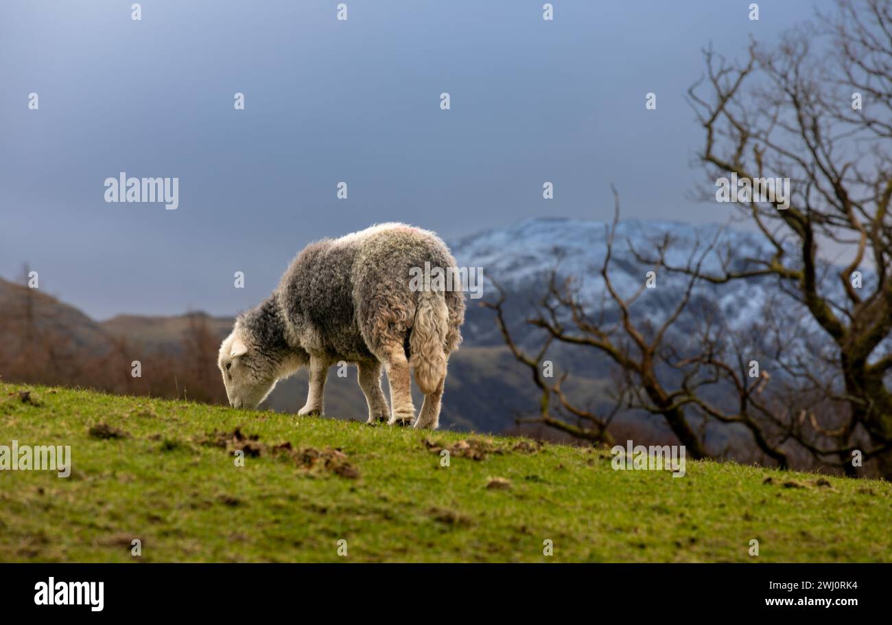 A Hardwick Sheep grazing against snow capped hills in the Lake District, Cumbria, England, UK Stock Photo