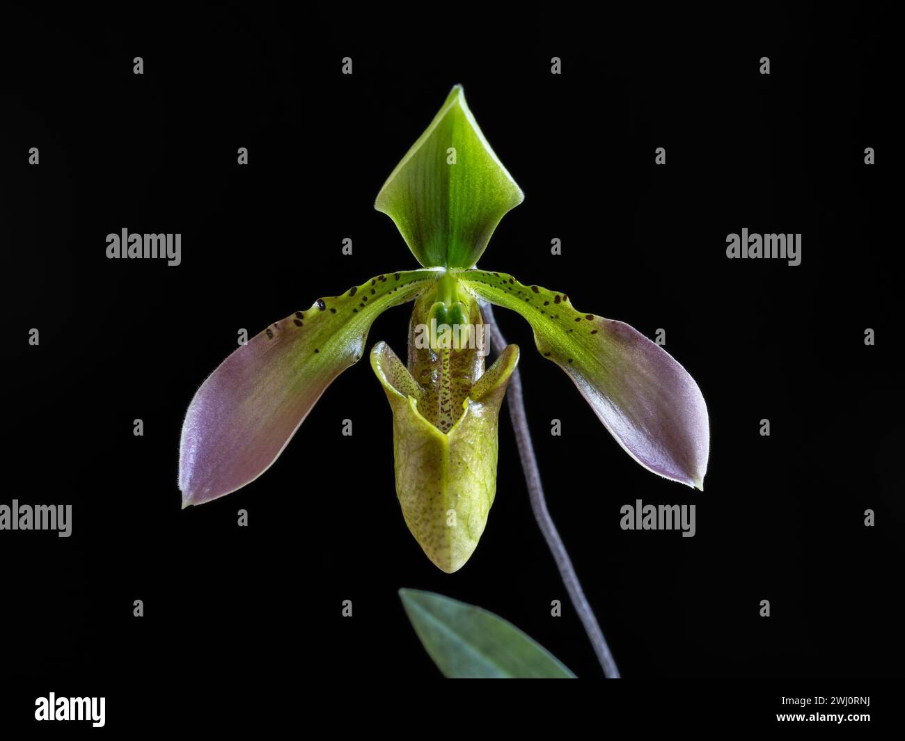 Closeup view of green, purple pink and brown flower of lady slipper orchid species paphiopedilum appletonianum isolated on black background Stock Photo