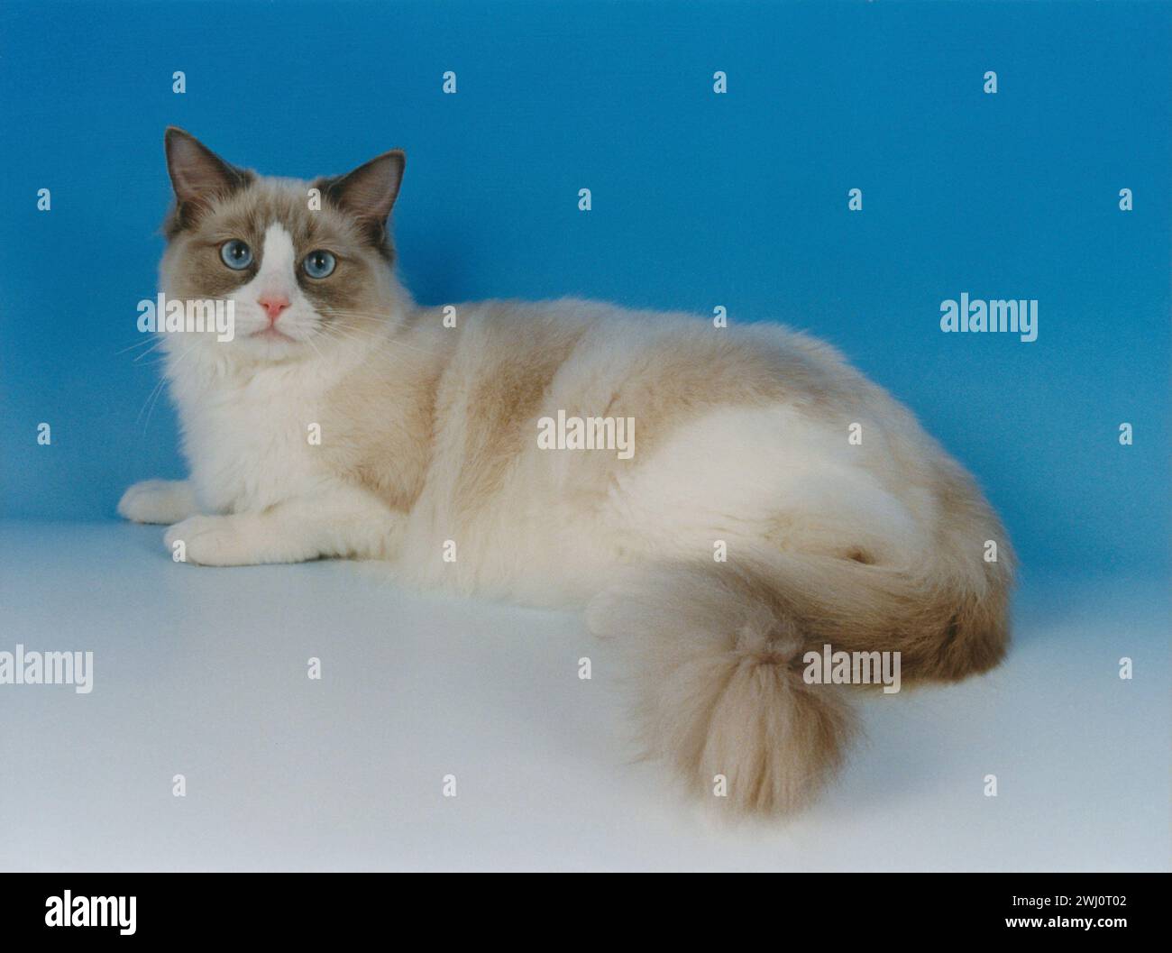 Ragdoll Cat Blue Bicolour Layed on a Blue to White Background Stock Photo