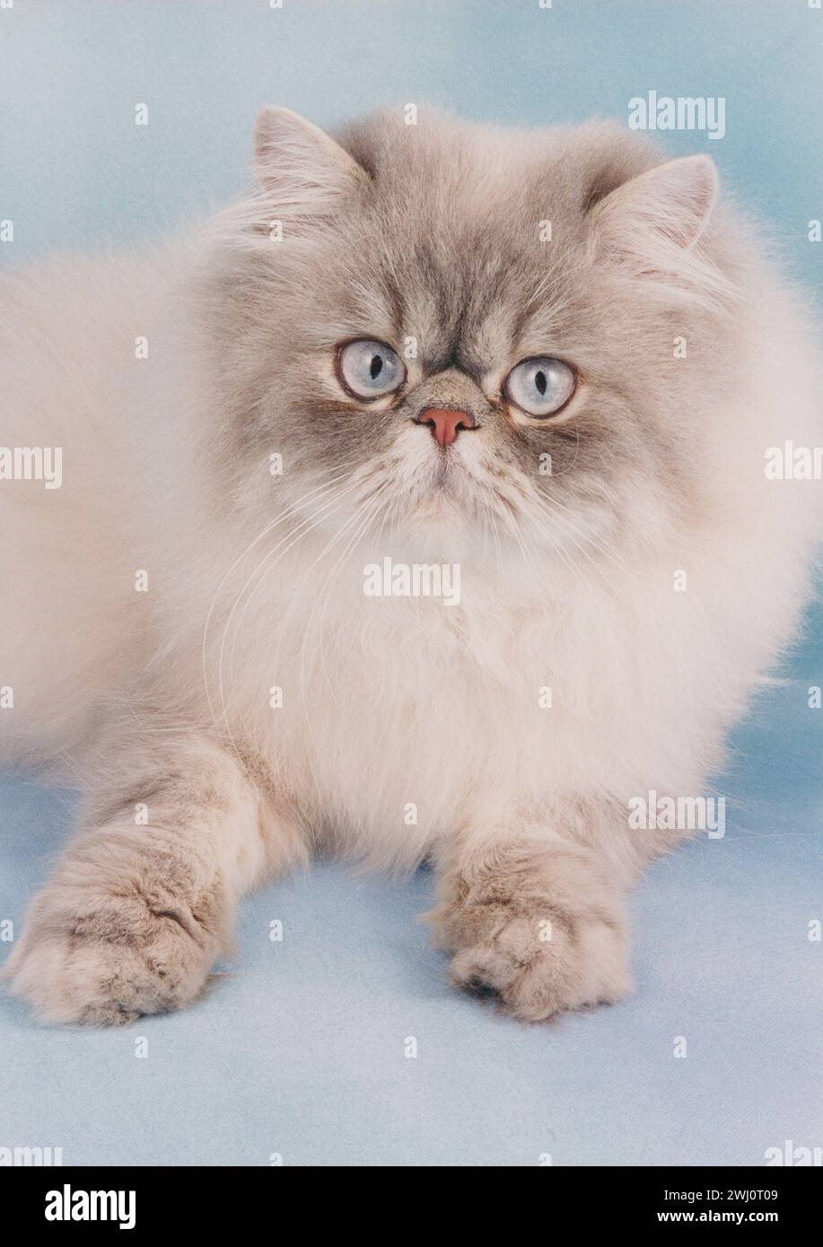 Persian Cat Blue Colourpoint  Head Facing Camera on Baby Blue Background Stock Photo